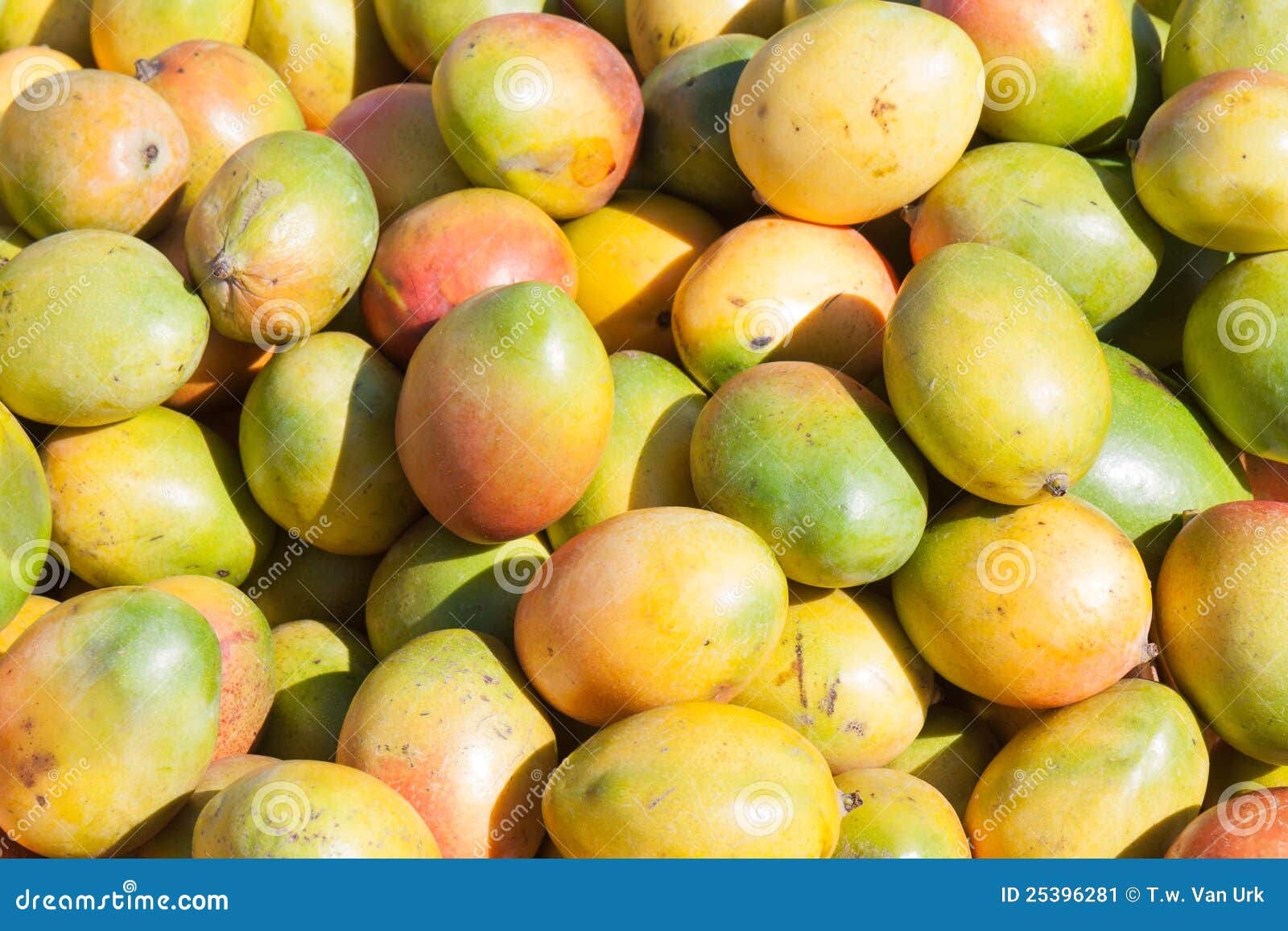 Ripe Mangoes Ready for Sale Stock Image Image of eating, group 25396281