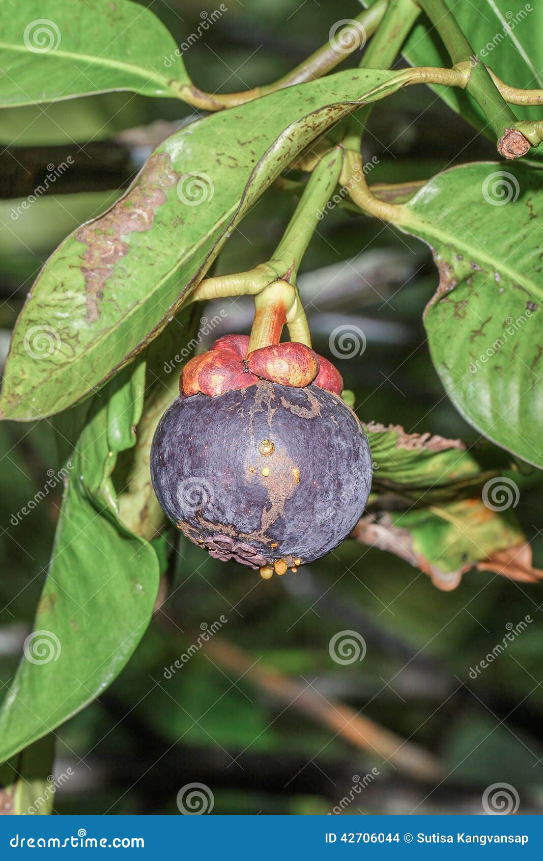 Ripe mangosteen on tree stock photo. Image of garden 42706044