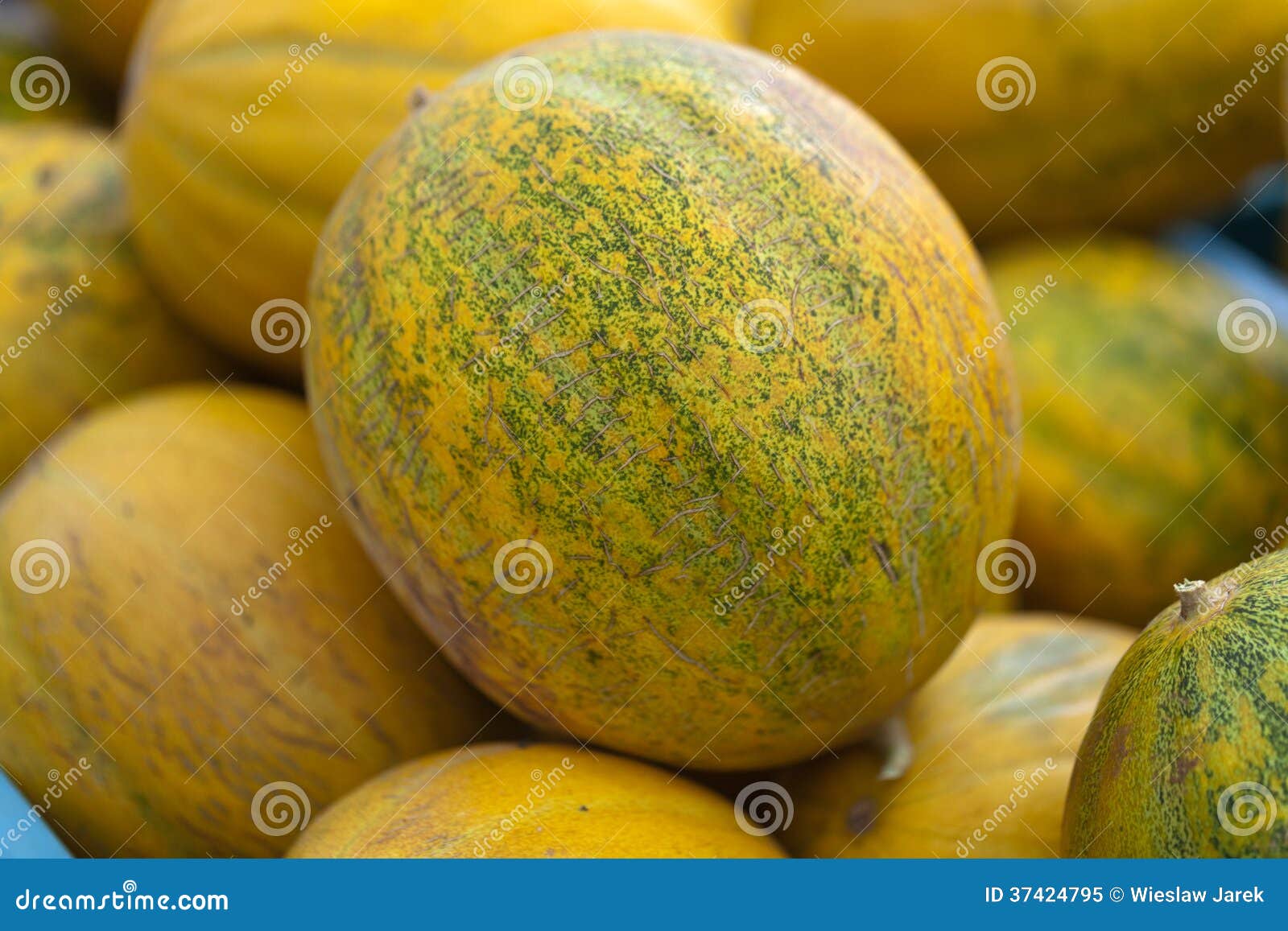 Ripe melons stock image. Image of fresh, green, white 37424795