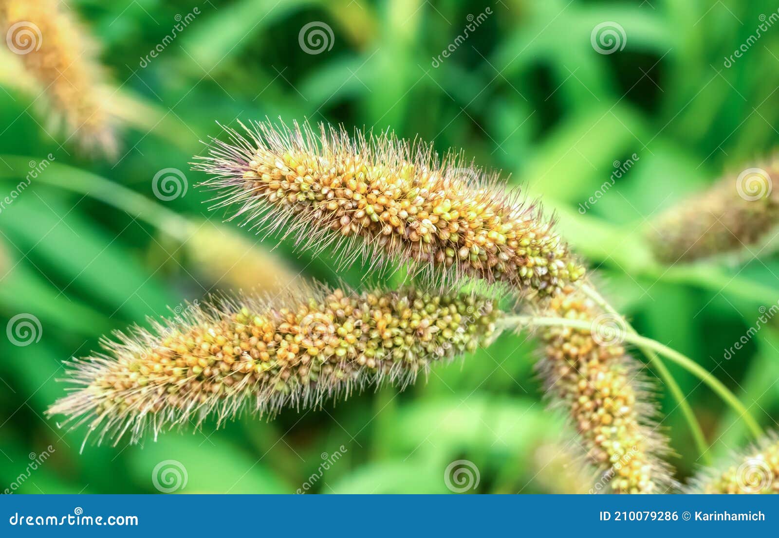 Ripe Millet Crops in the Fields in Autumn Stock Photo Image of annual