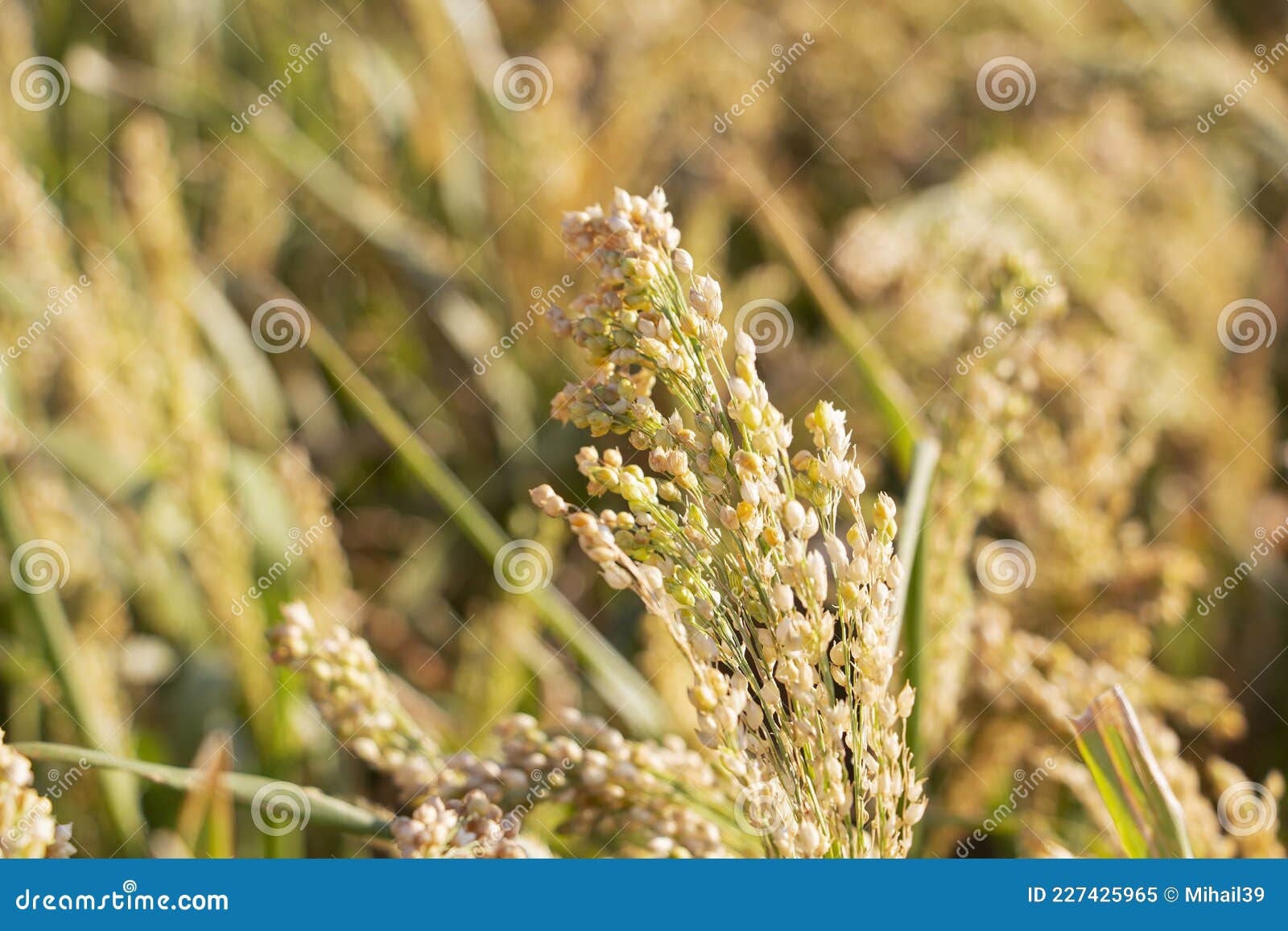Ripe Millet Crop Landscape. Straw Is An Agricultural Byproduct