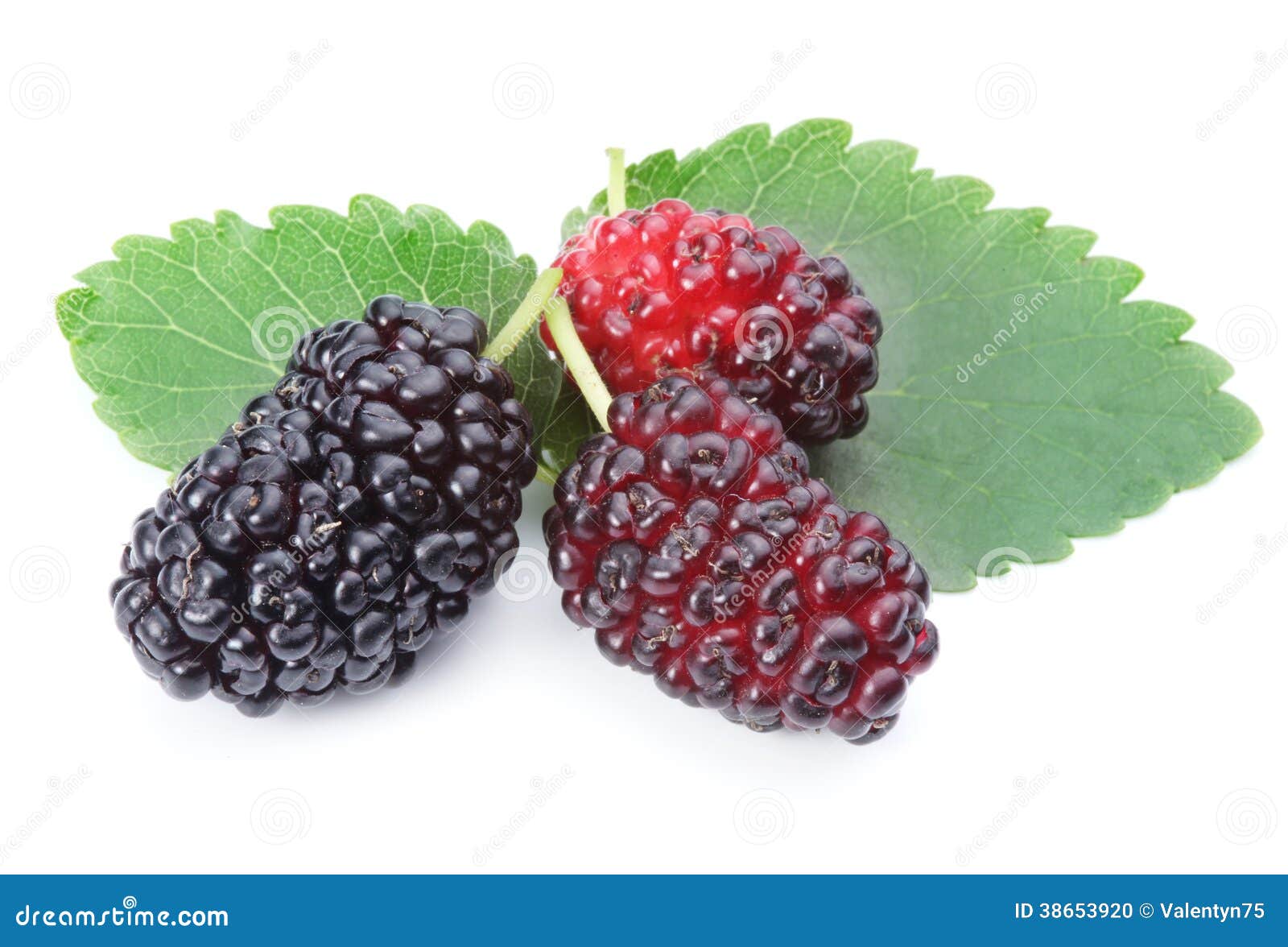 Ripe mulberries. stock photo. Image of three, sweet, fresh 38653920