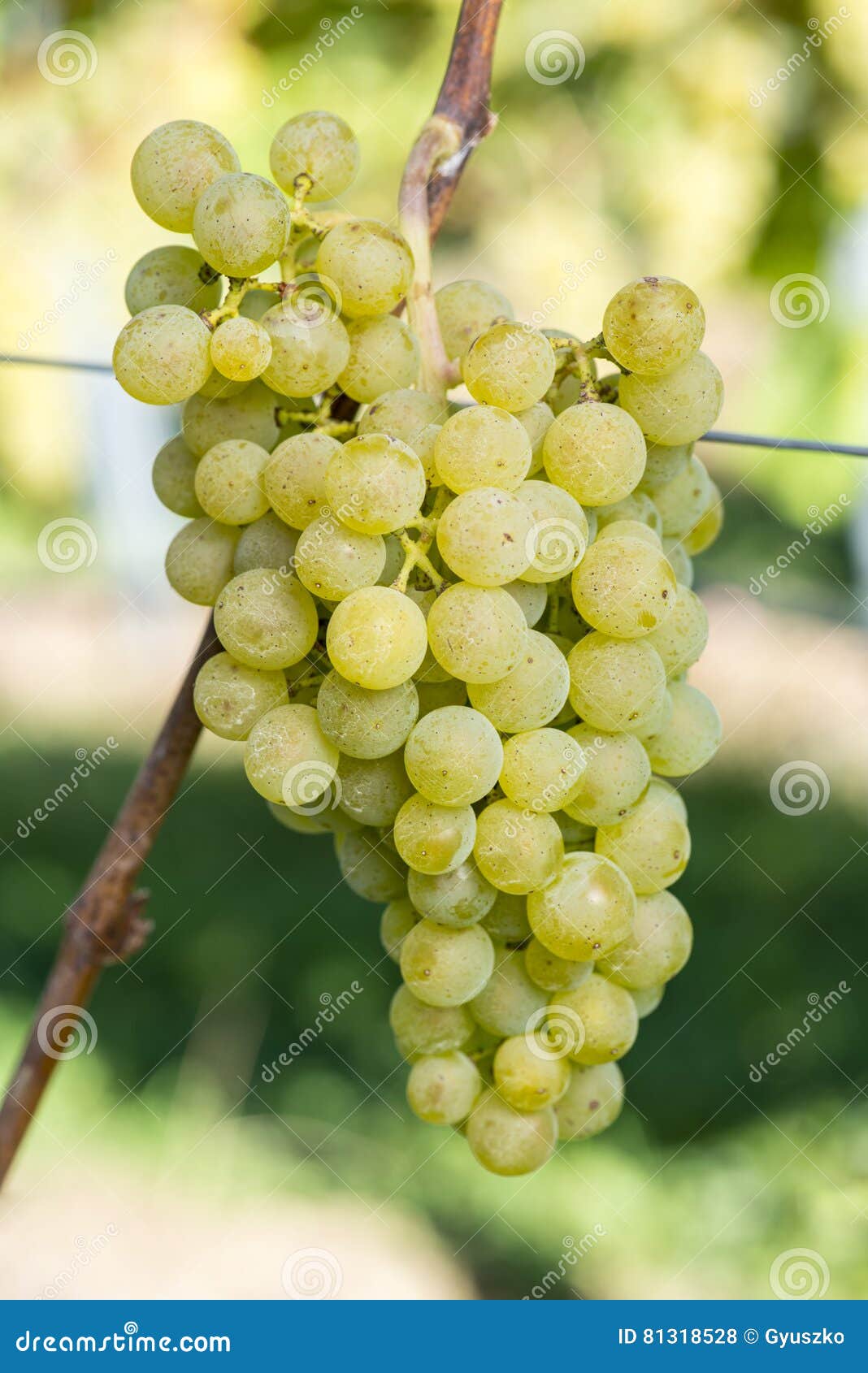 ripe mÃÂ¼ller-turgau grape in the vineyard before harvest