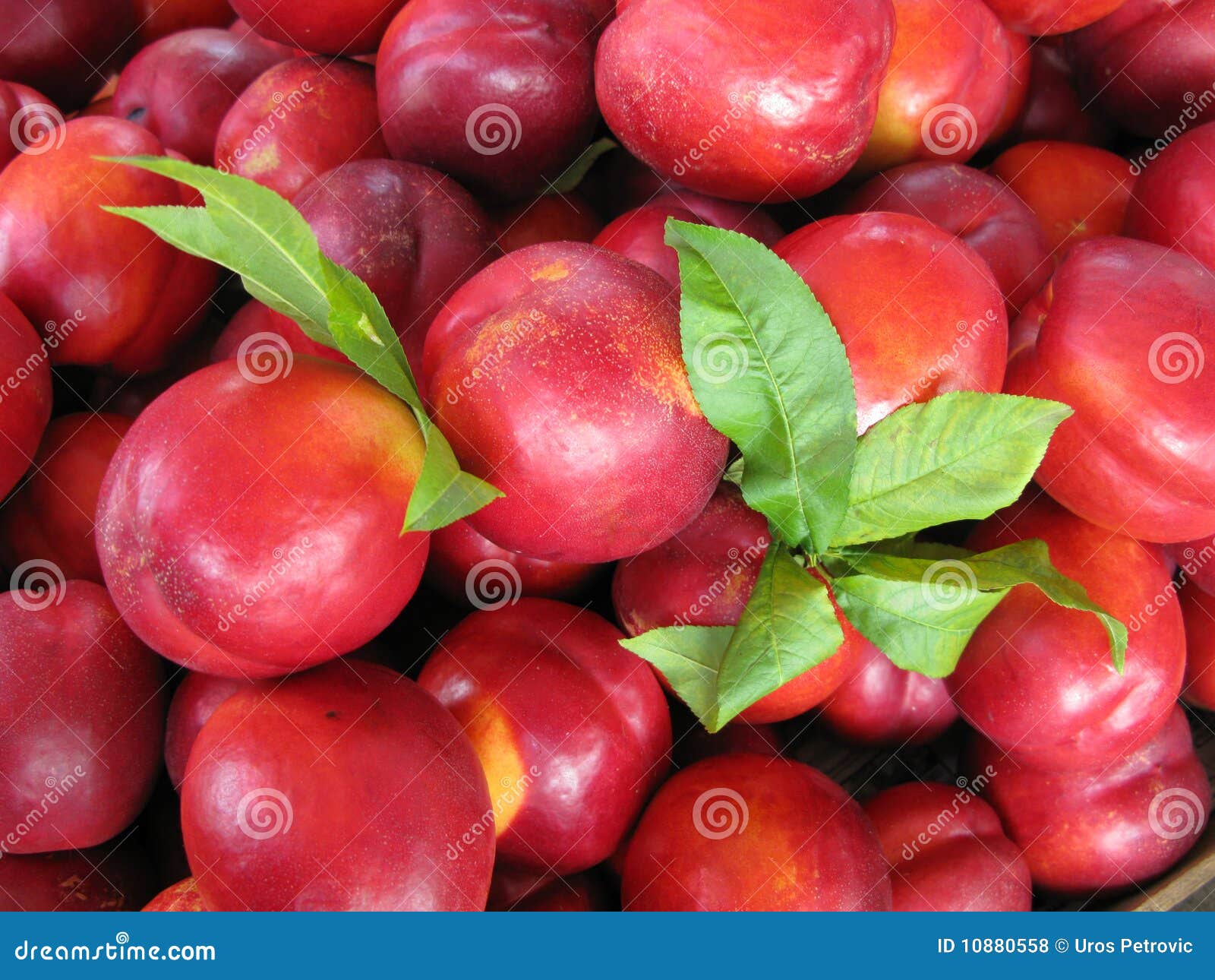 Ripe nectarines stock photo. Image of details, nectarines 10880558