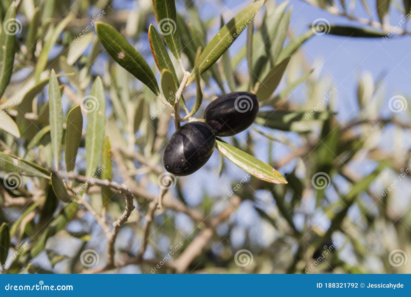 Ripe Olive Tree Black Fruits Stock Photo - Image of detail