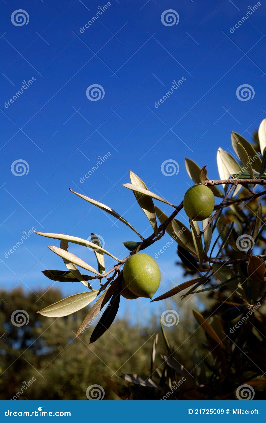 Ripe olives stock image. Image of plant, olive, vegetarian 21725009