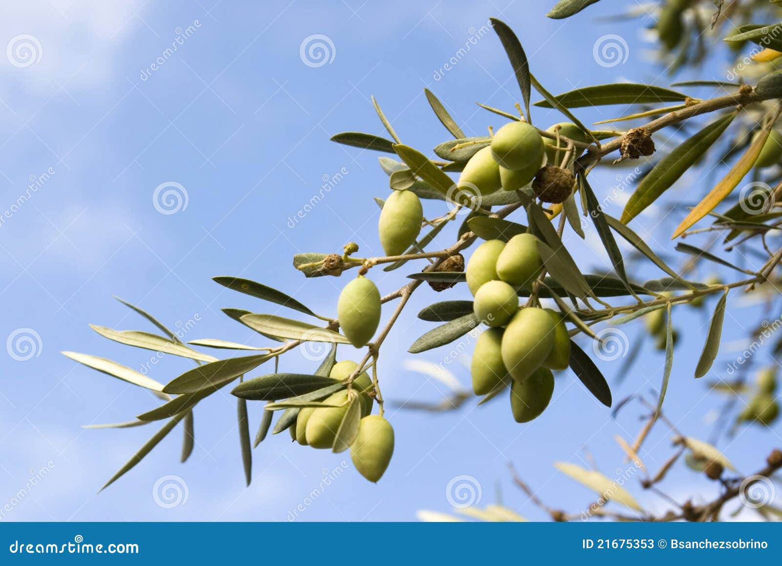 Ripe Olives on Branch of Tree Stock Image Image of nutritious