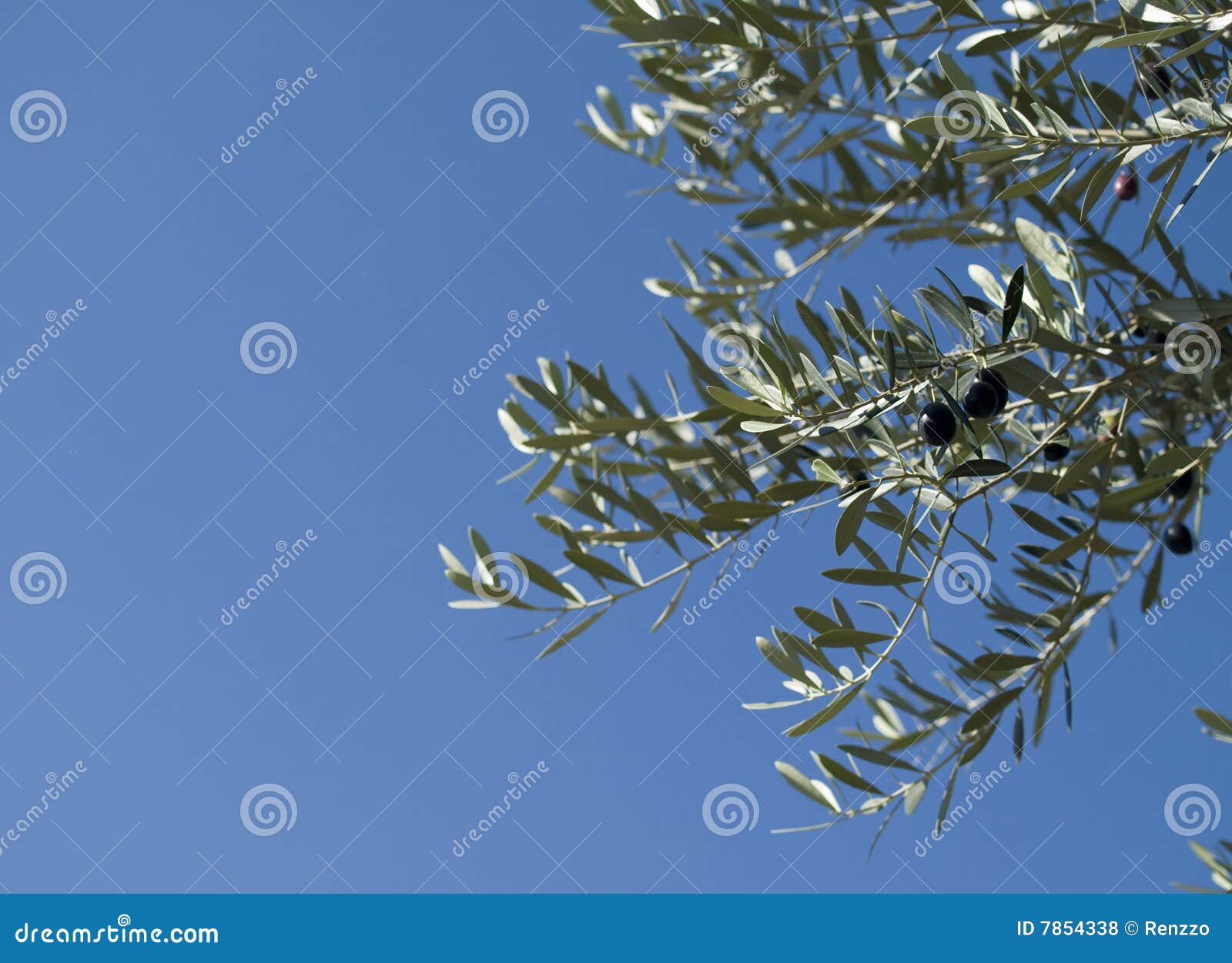 Ripe Olives on a Olive Tree Stock Photo Image of olive, branch 7854338