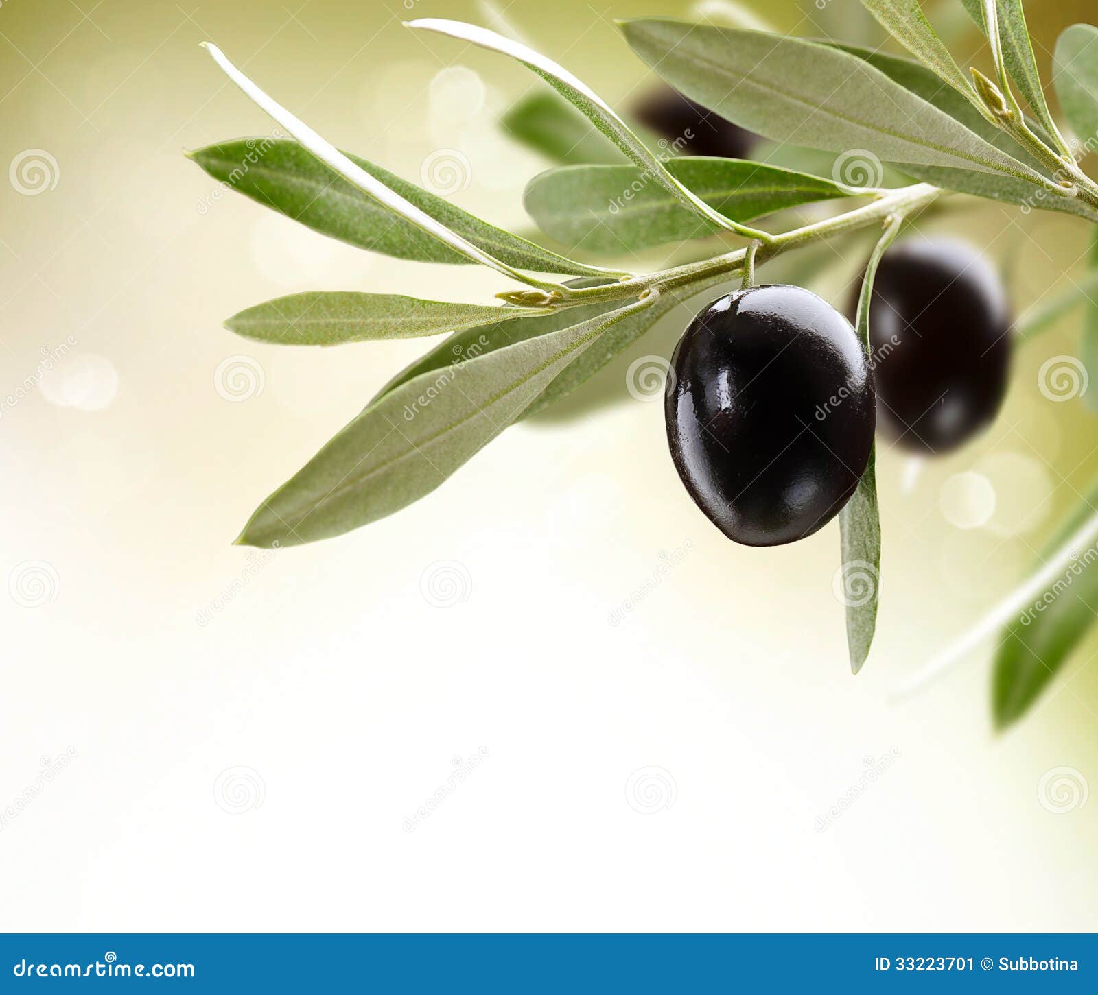 Ripe Olives on a tree stock image. Image of leaf, garden - 33223701