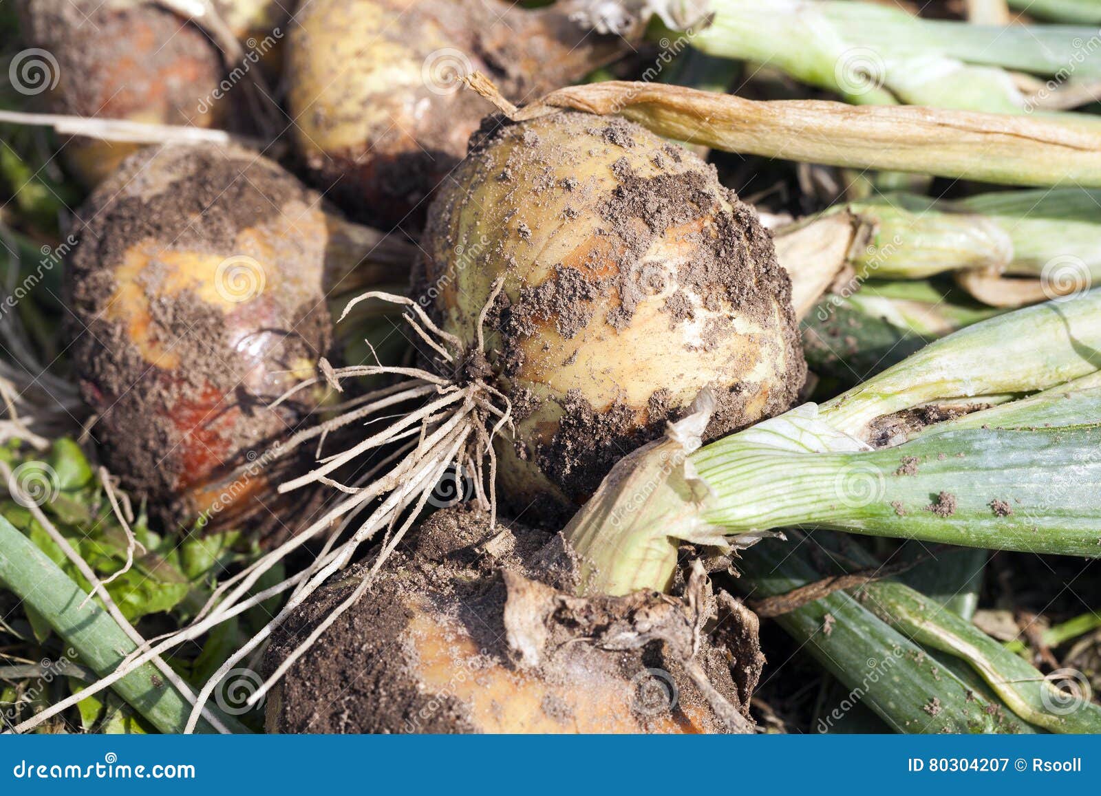 Ripe onion head stock image. Image of ingredient, fresh 80304207