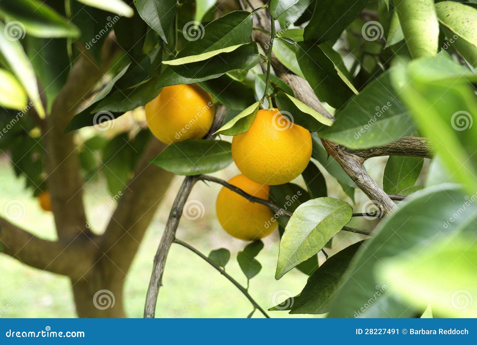Ripe Oranges on the Tree in Florida Stock Image Image of crop