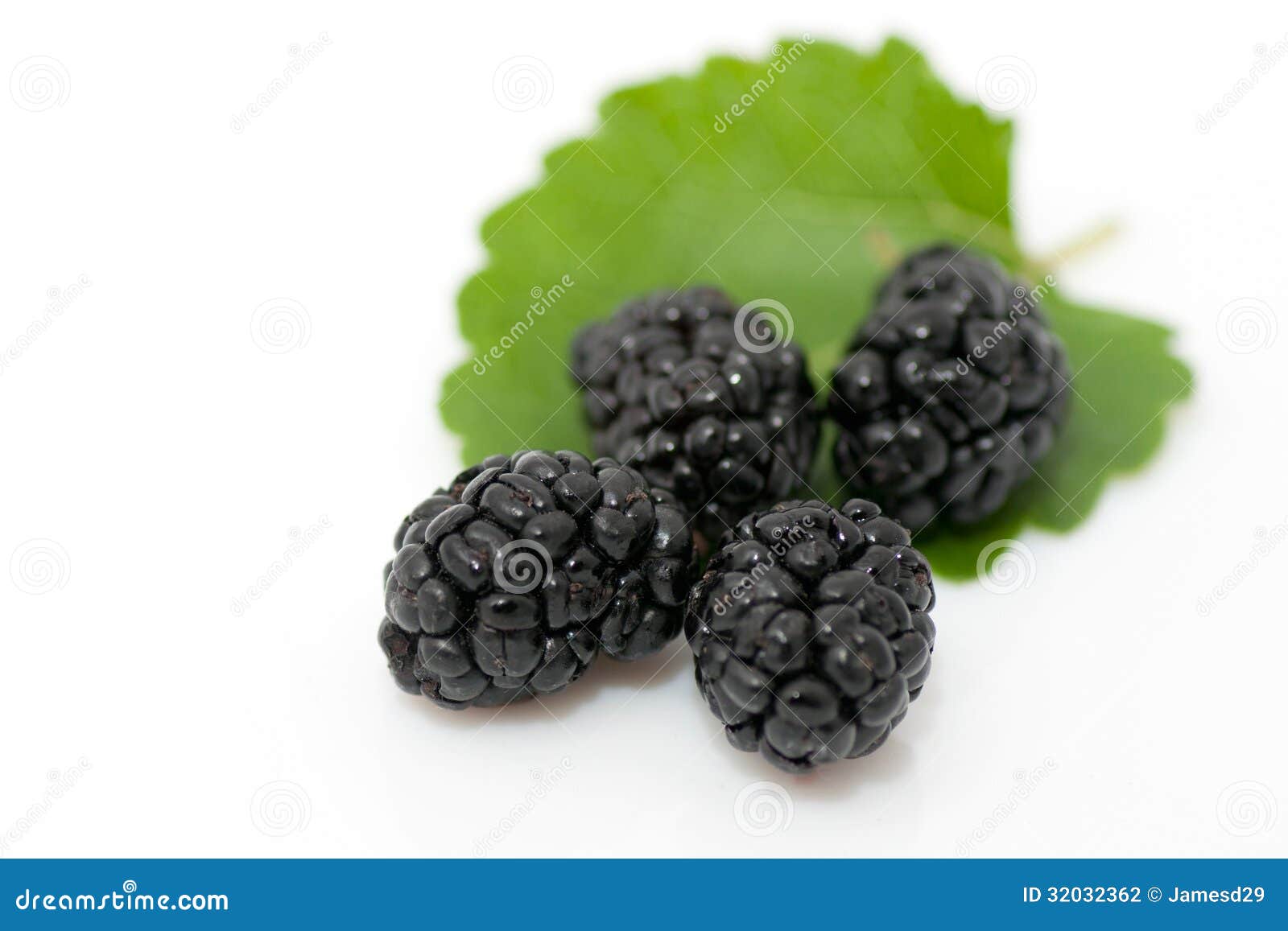 Ripe organic mulberries stock photo. Image of health - 32032362