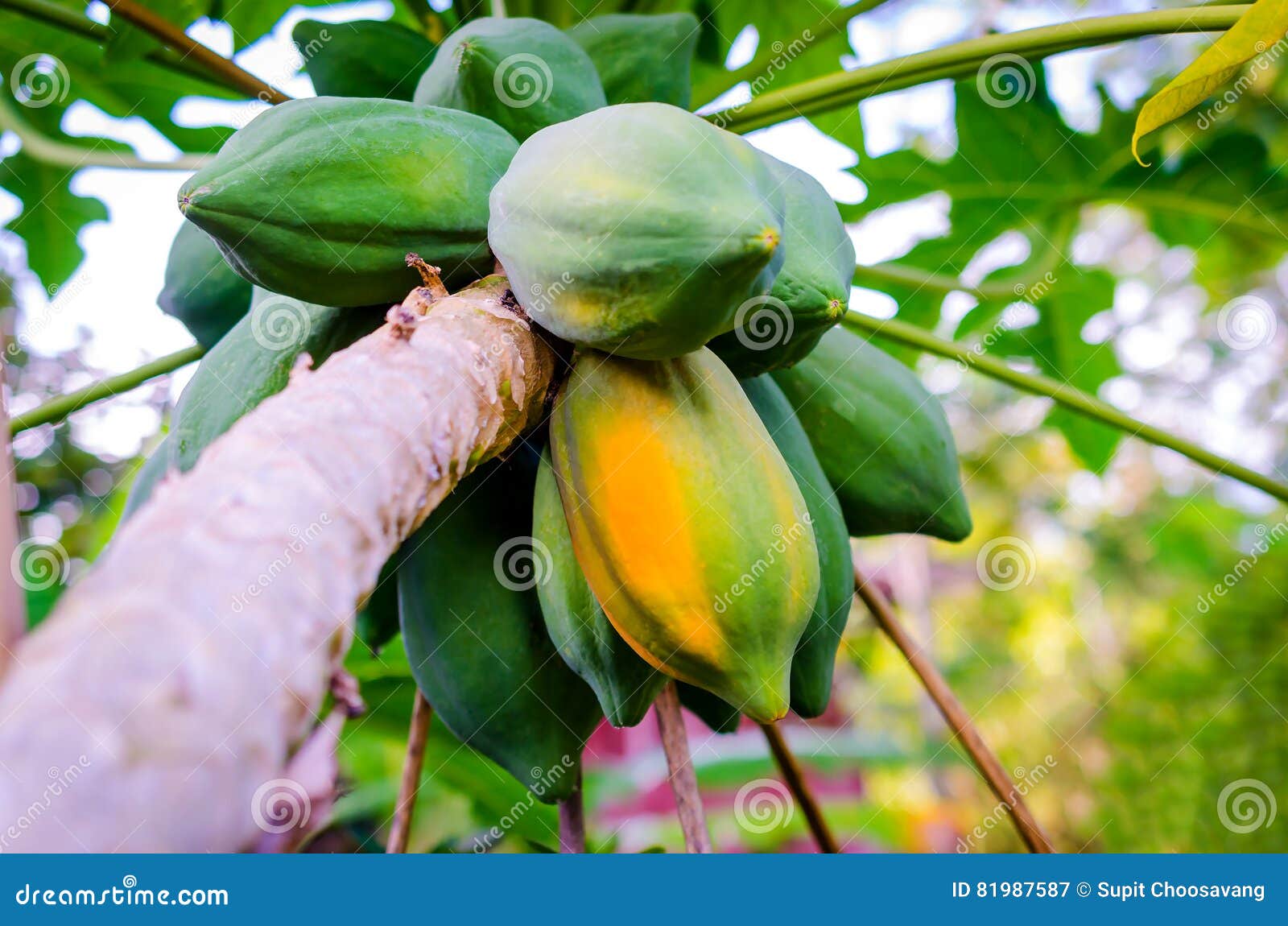Ripe Papaya on Tree with Bunch of Fruits Stock Image Image of healthy