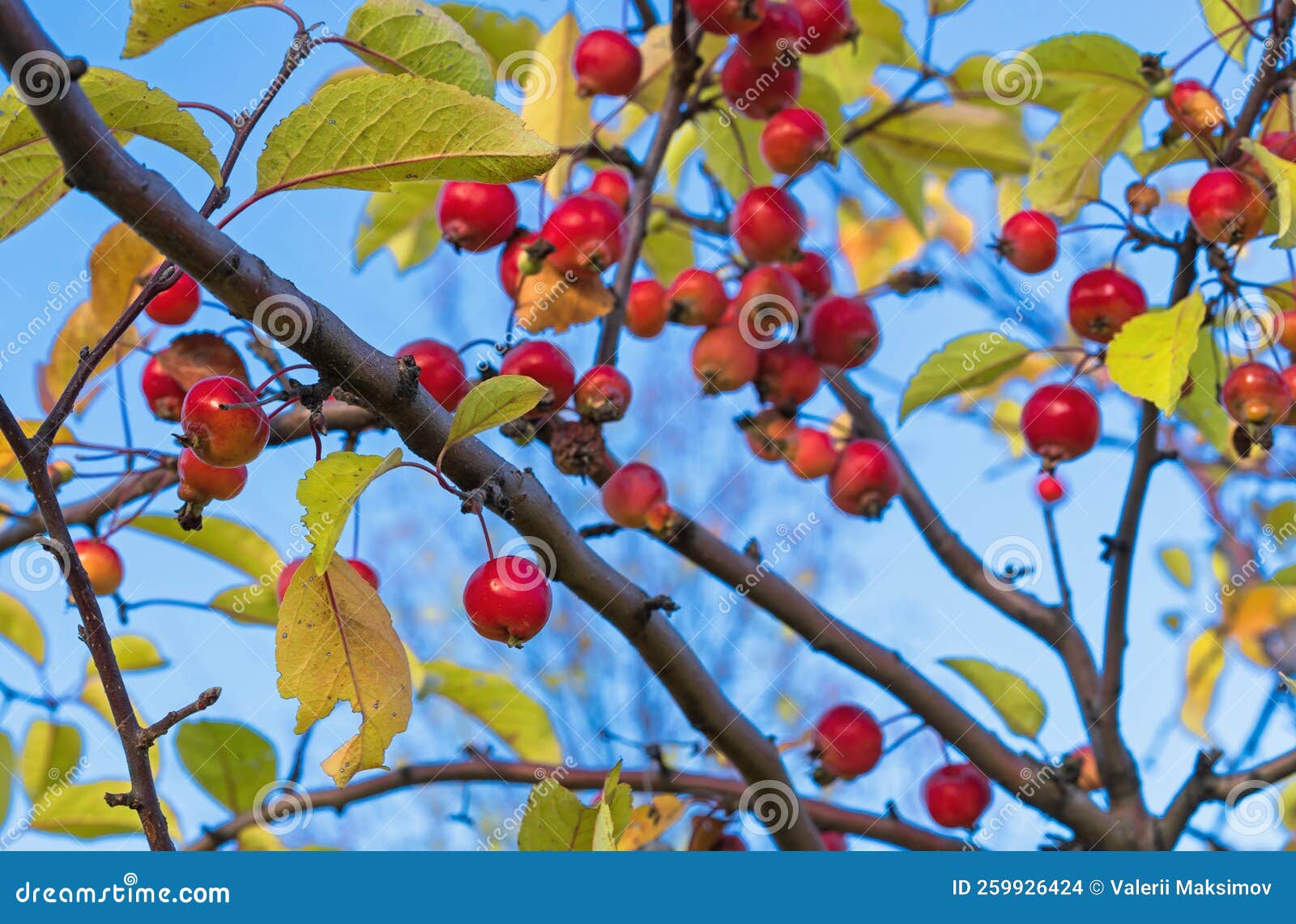 Ripe Paradise Apples on a Branch. Wild Apple Tree with Ripe Small Apples. Chinese Deciduous