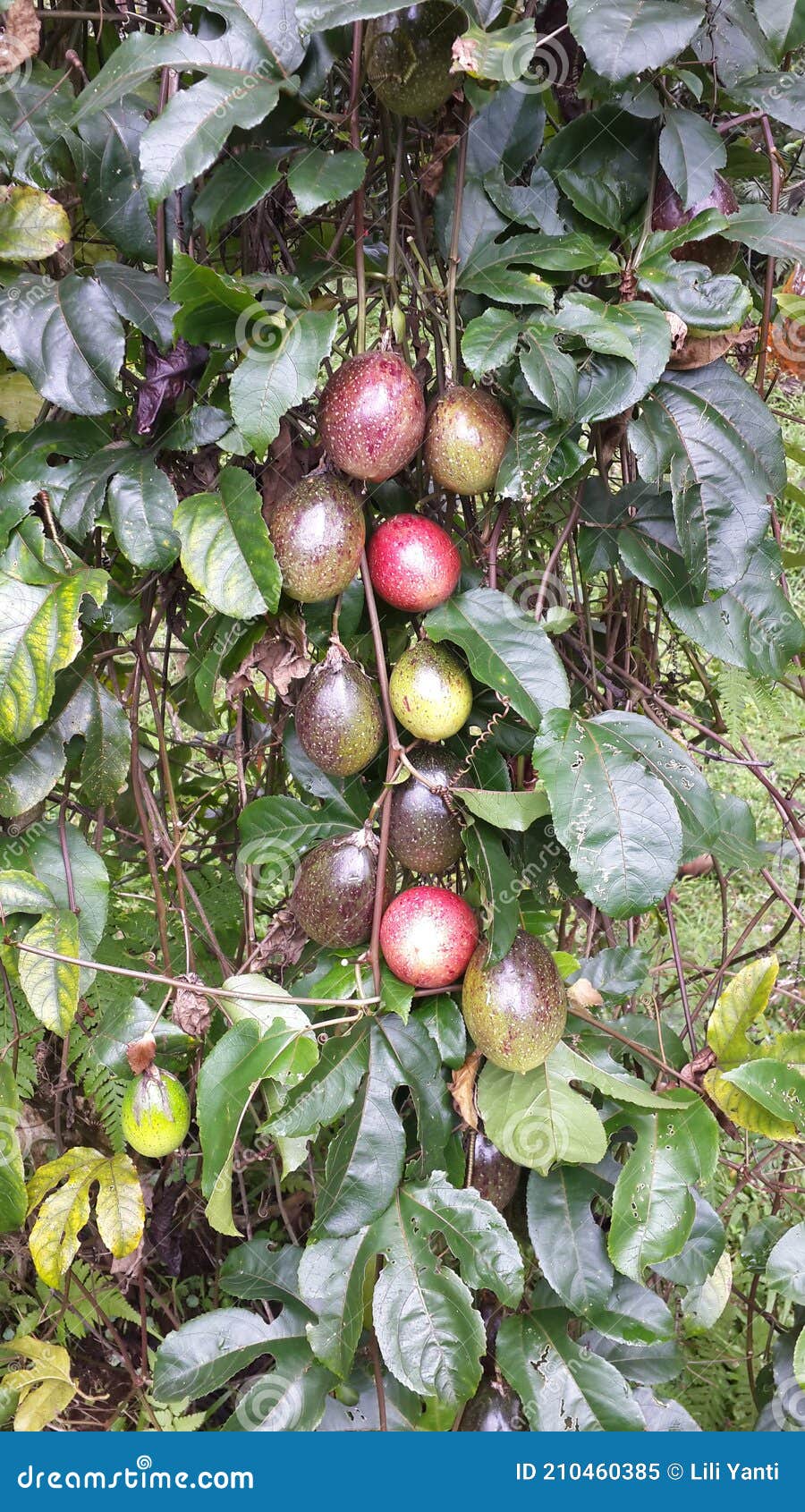 Ripe Passion Fruit Ready To Be Picked Hang Beautifully from the Tree