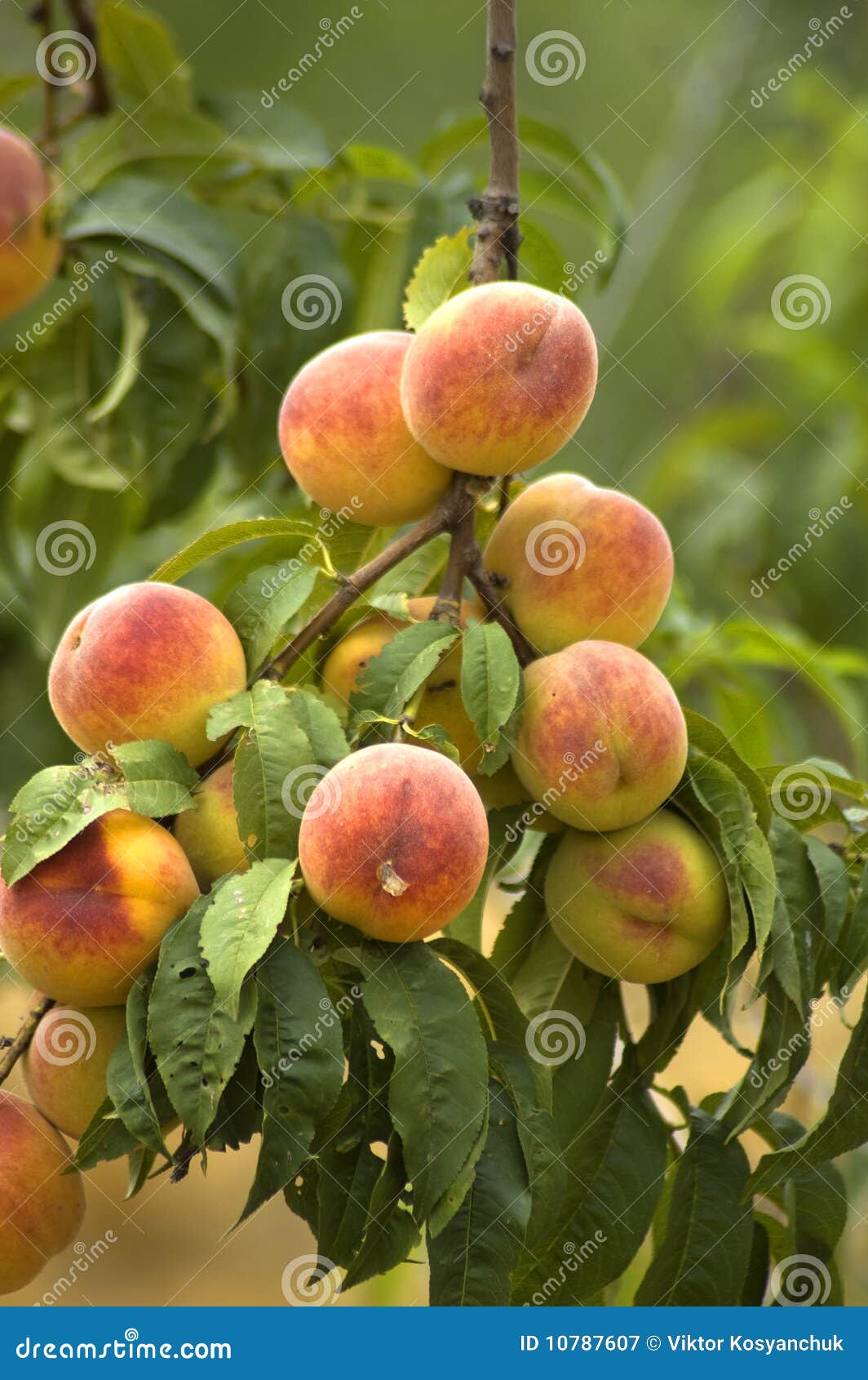 Ripe peaches stock image. Image of fresh, trees, green 10787607