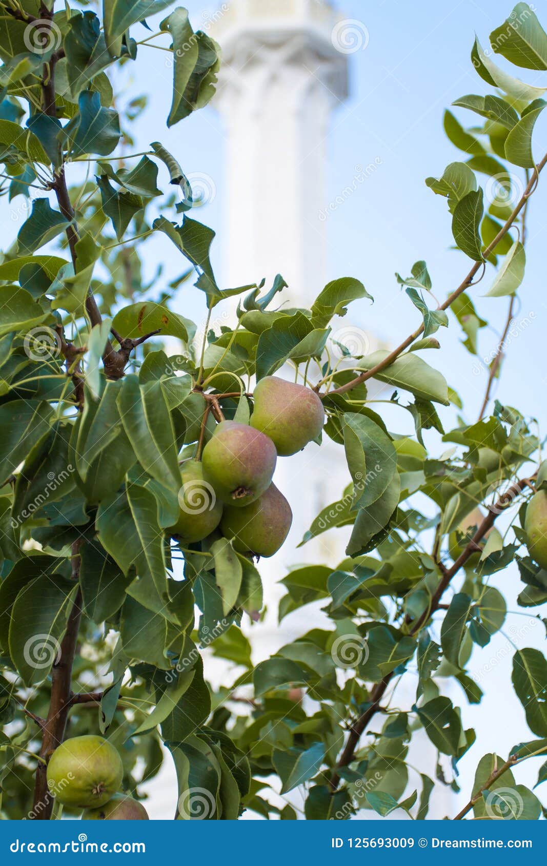 ripe pears on tree branches.