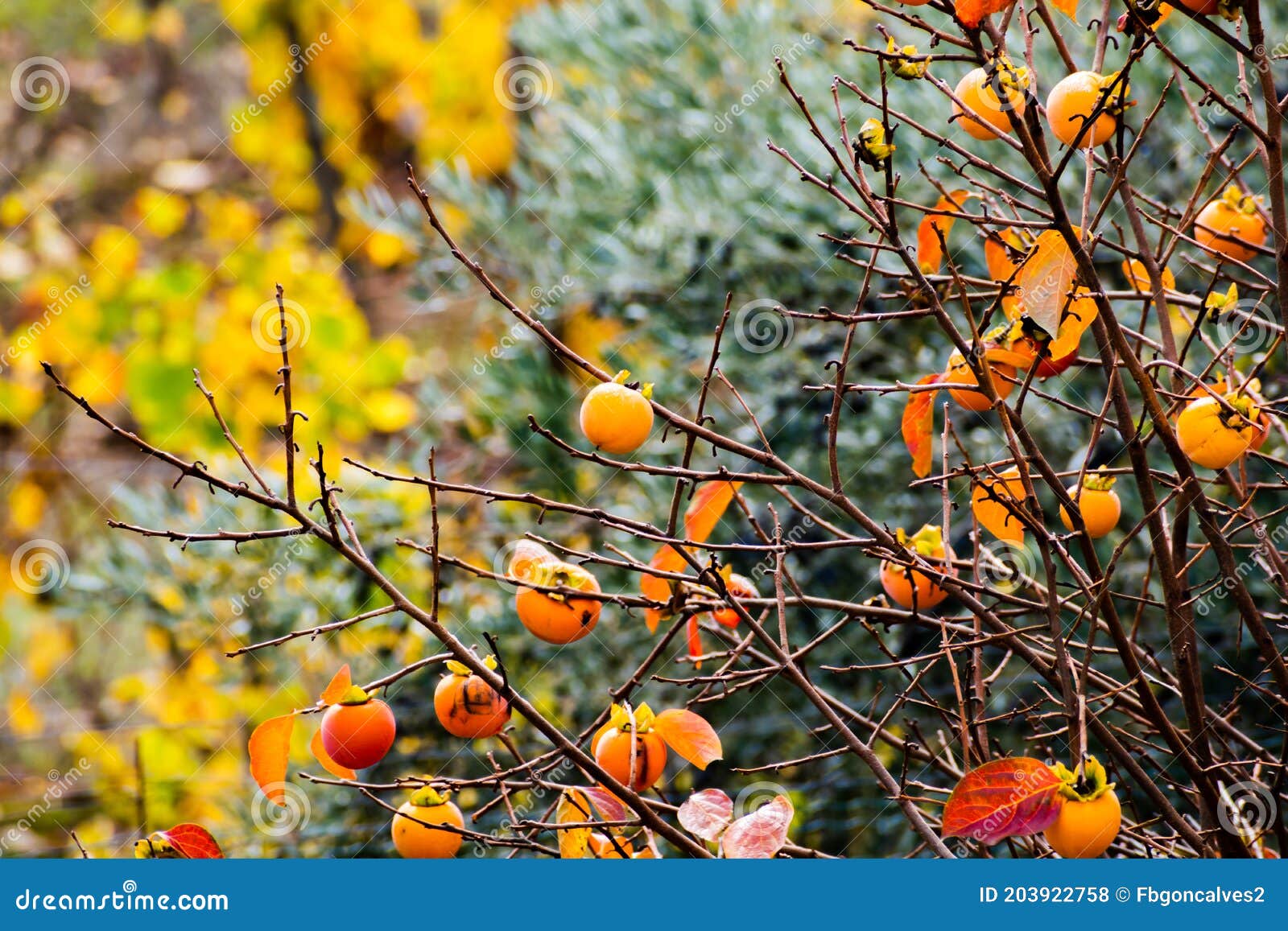 ripe persimon in autumn