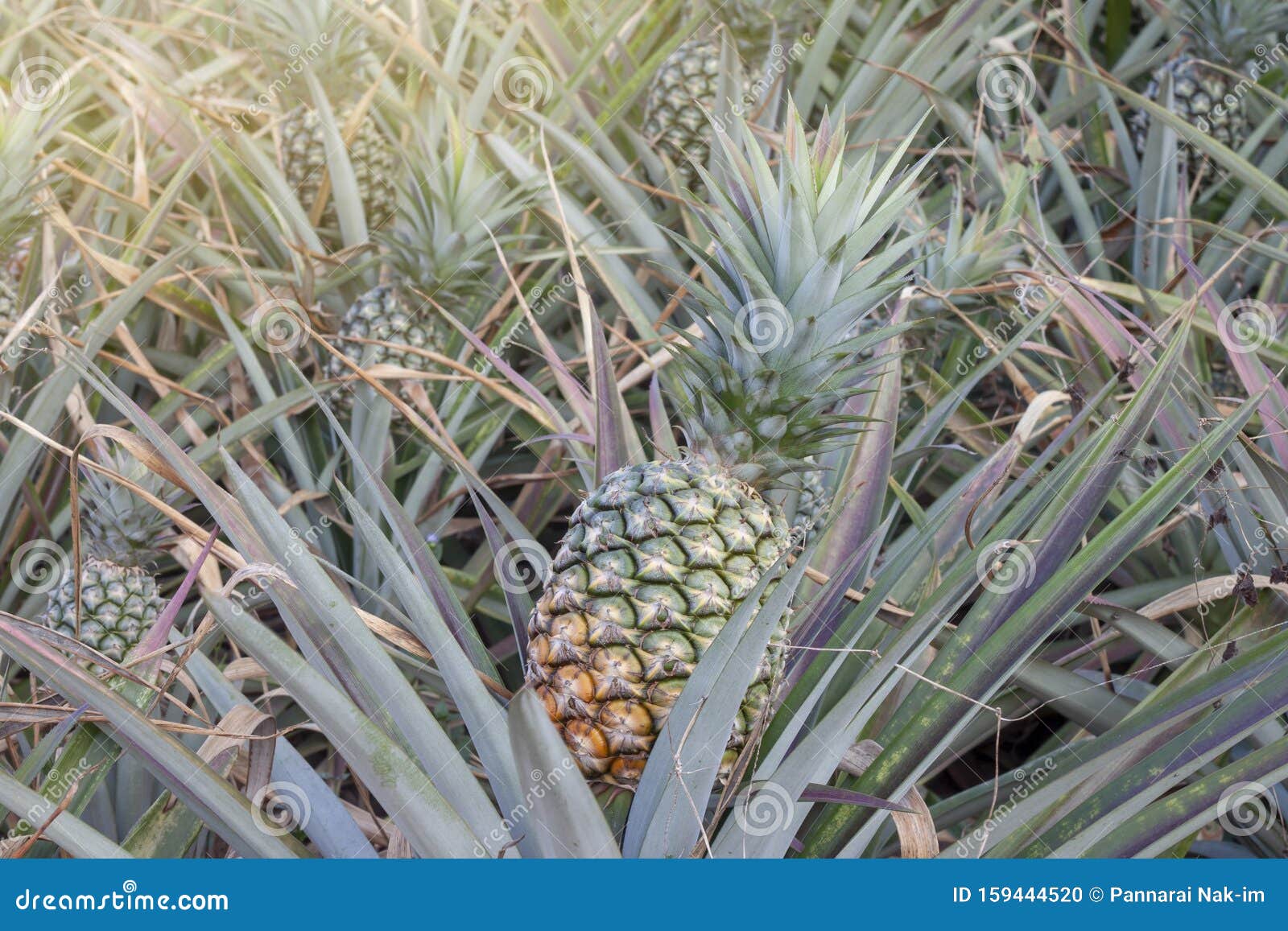 Ripe Pineapple on Tree with Sunlight in the Garden. Stock Photo Image of ananas, farm 159444520