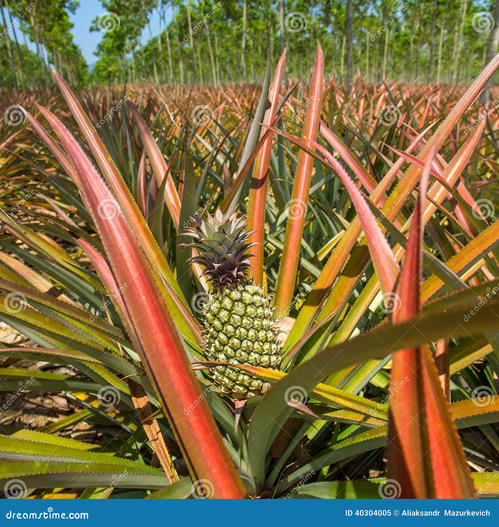Ripe Pineapples Growing on the Bush Stock Image Image of diet, farm