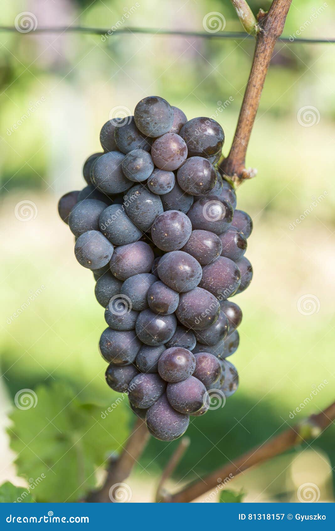 ripe pinot gris grape in the vineyard before harvest