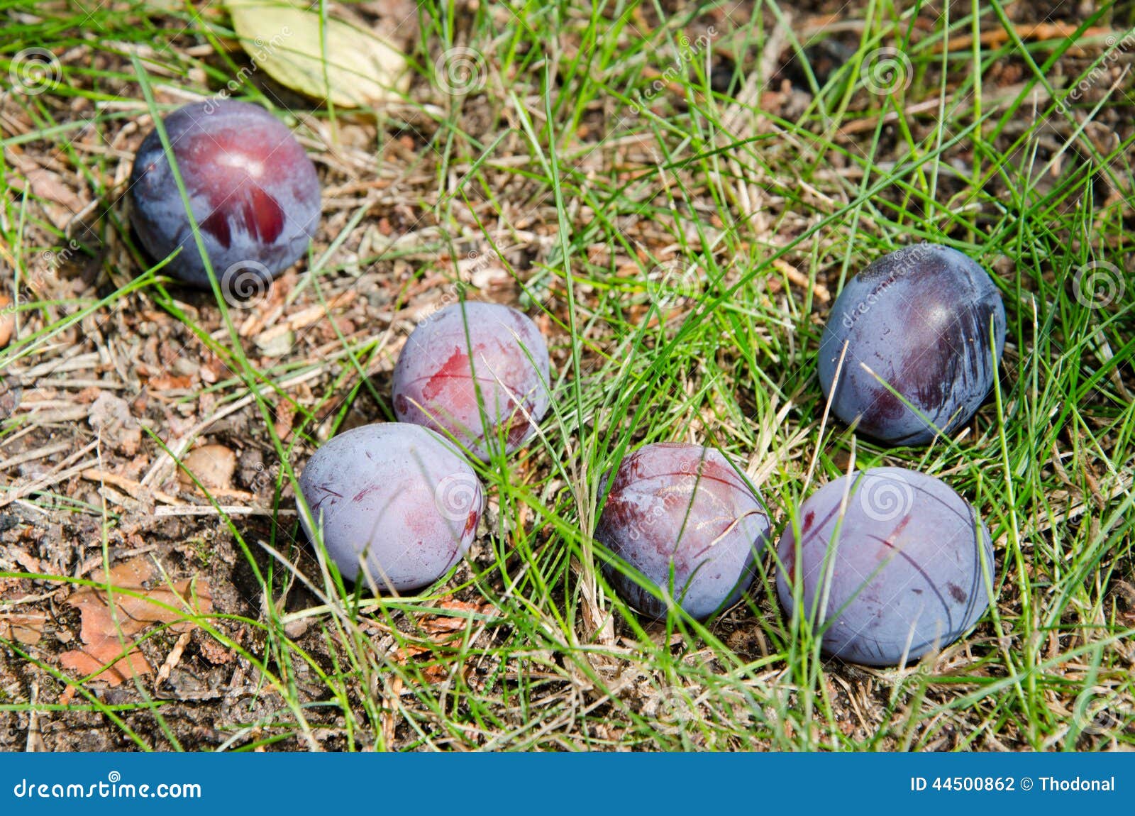 Ripe Plums Fallen from the Tree Stock Photo Image of sweet, natural