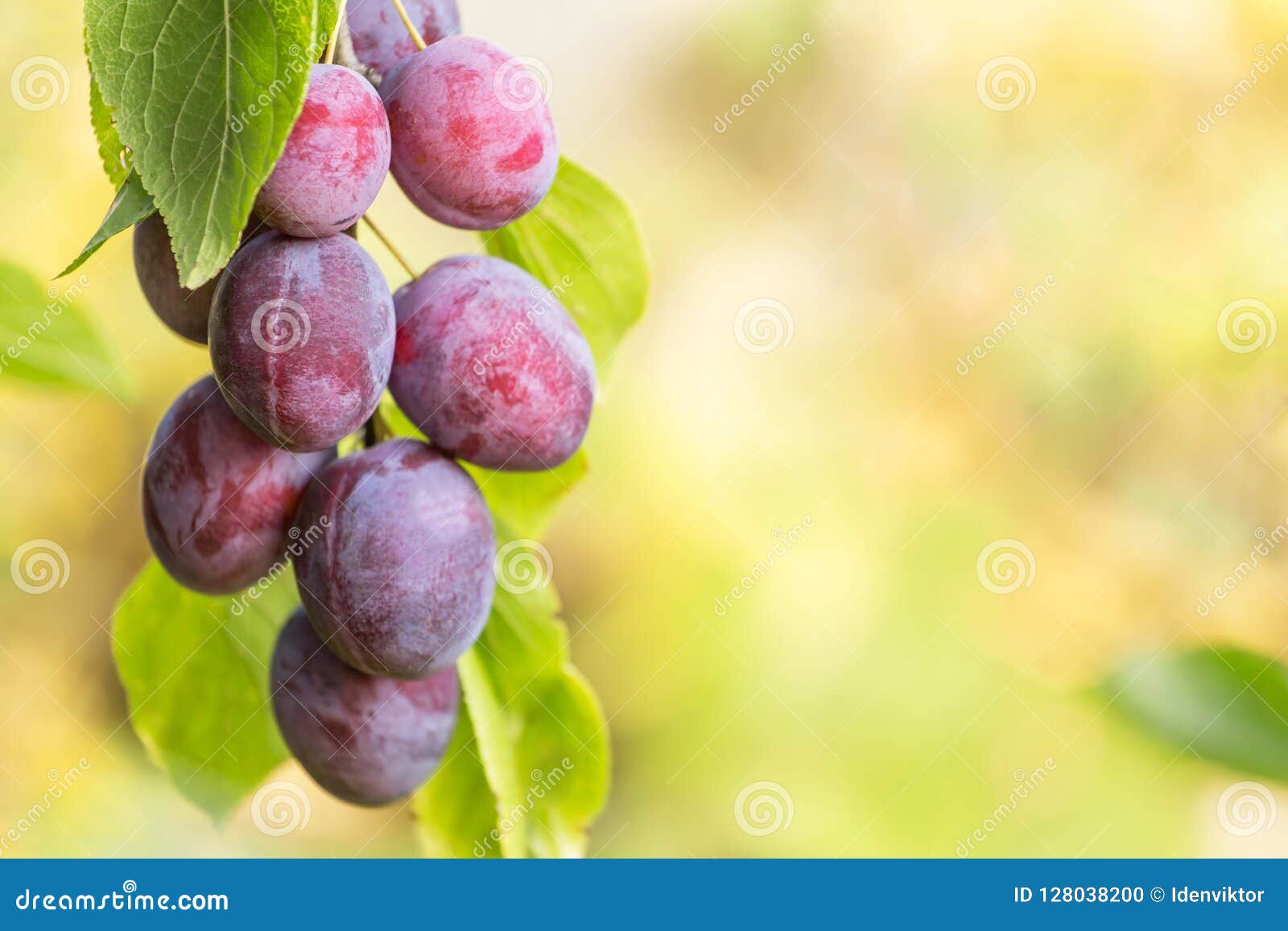plums on the tree branch, background with copy space