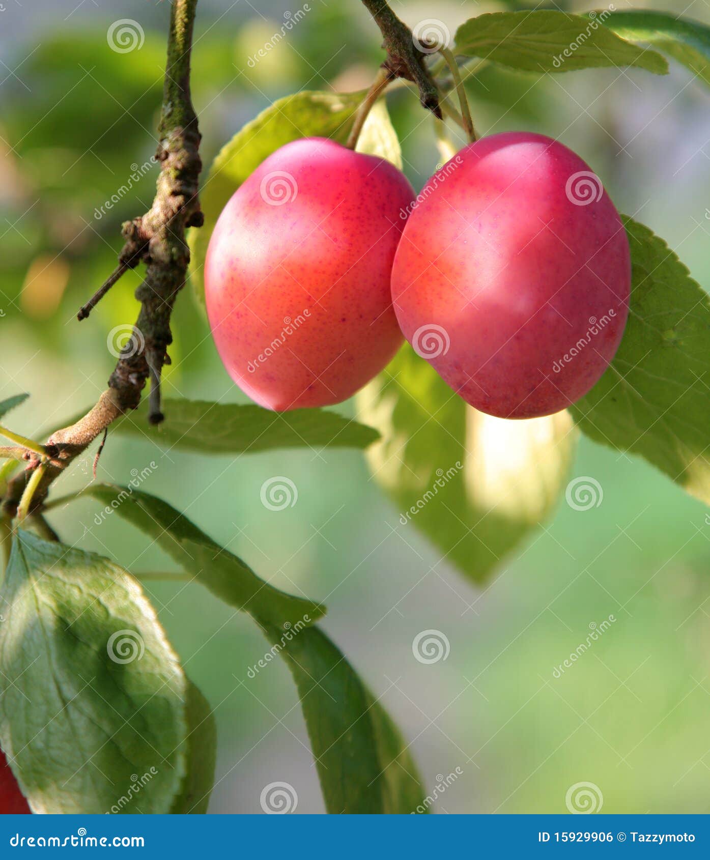 All 28+ Stock Photos what does a ripe plum look like Excellent All 28+ Stock Photos what does a ripe plum look like Excellent