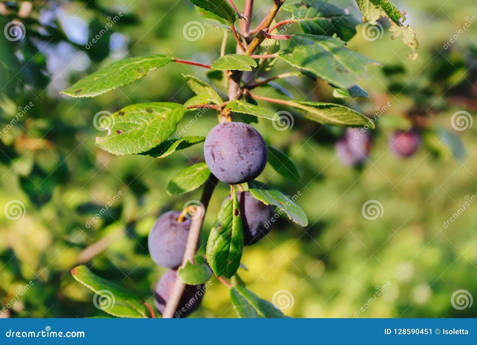 Blue plum on a tree stock image. Image of green, leaf 128590451