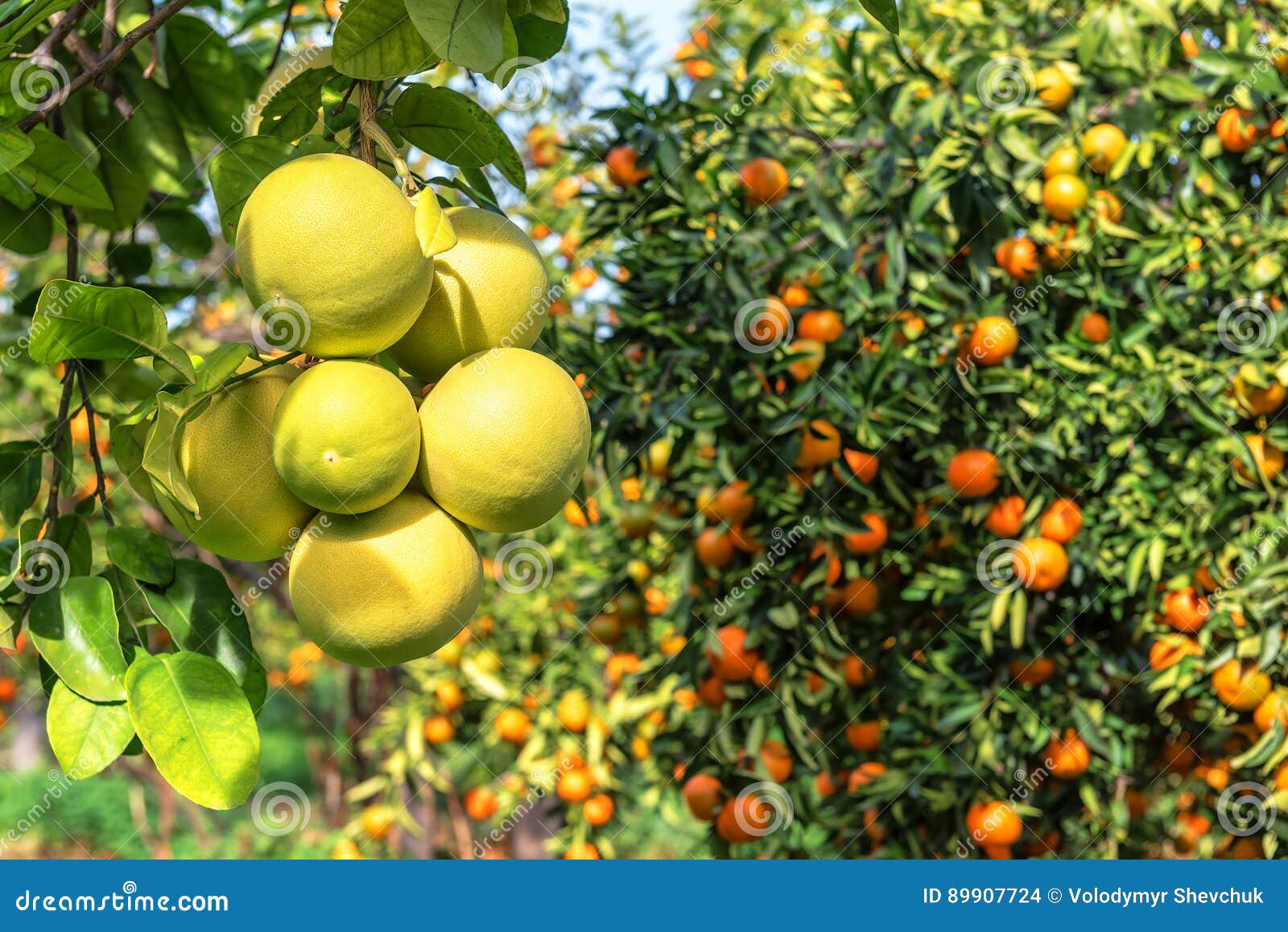 Ripe pomelo and mandarines stock photo. Image of tree 89907724
