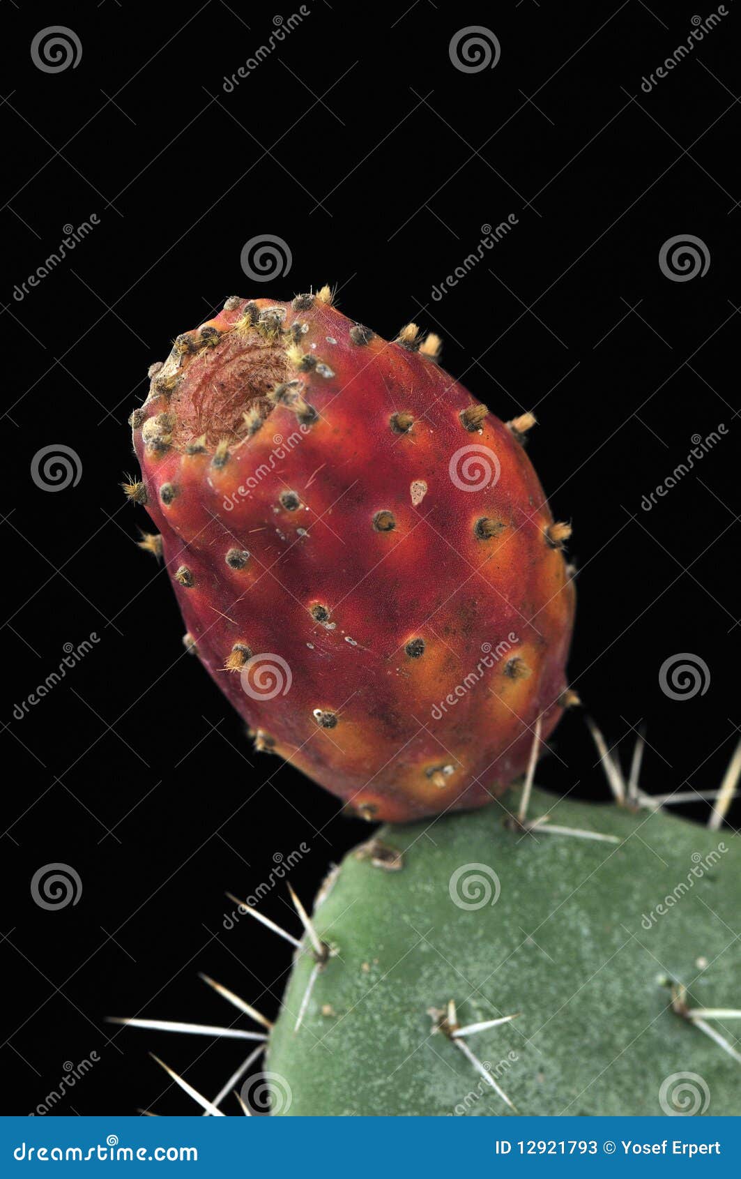 Ripe Pricklypear Cactus Fruit. Stock Image Image of pear, spike 12921793