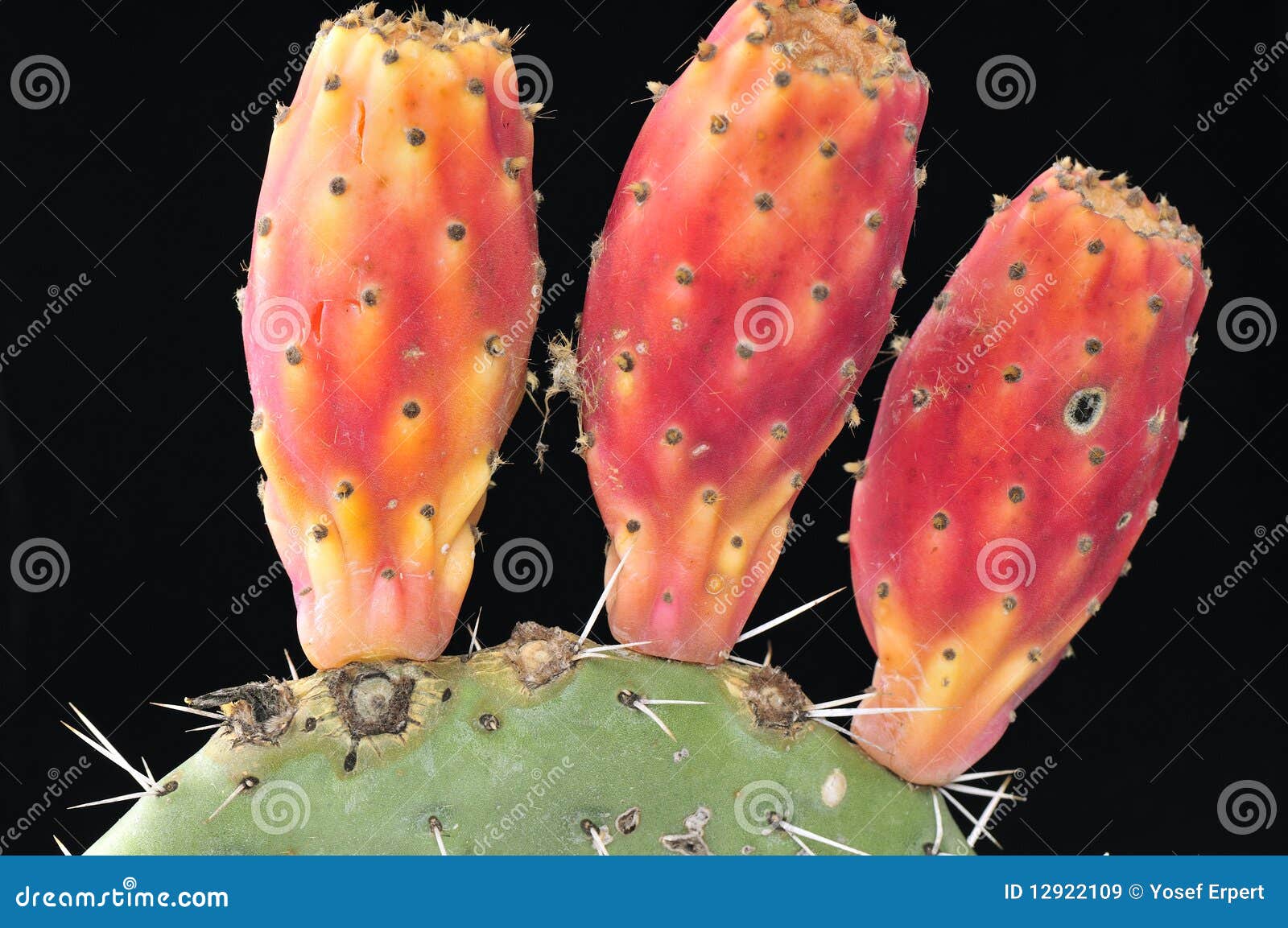Ripe Pricklypear Cactus Fruit. Stock Image Image of spike, opuntia 12922109