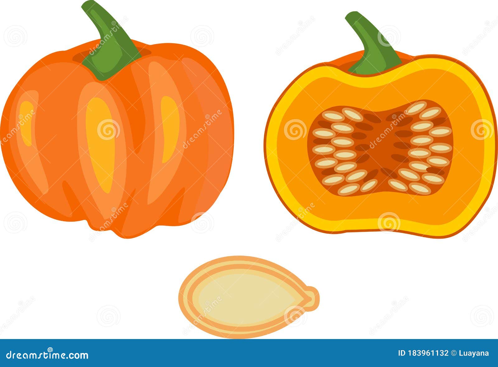ripe pumpkin, whole and in longitudinal section