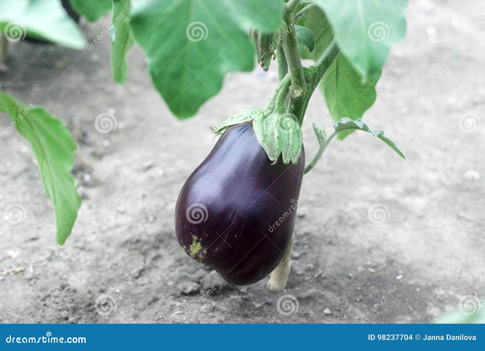Ripe Purple Eggplant Growing in a Greenhouse. Stock Photo Image of