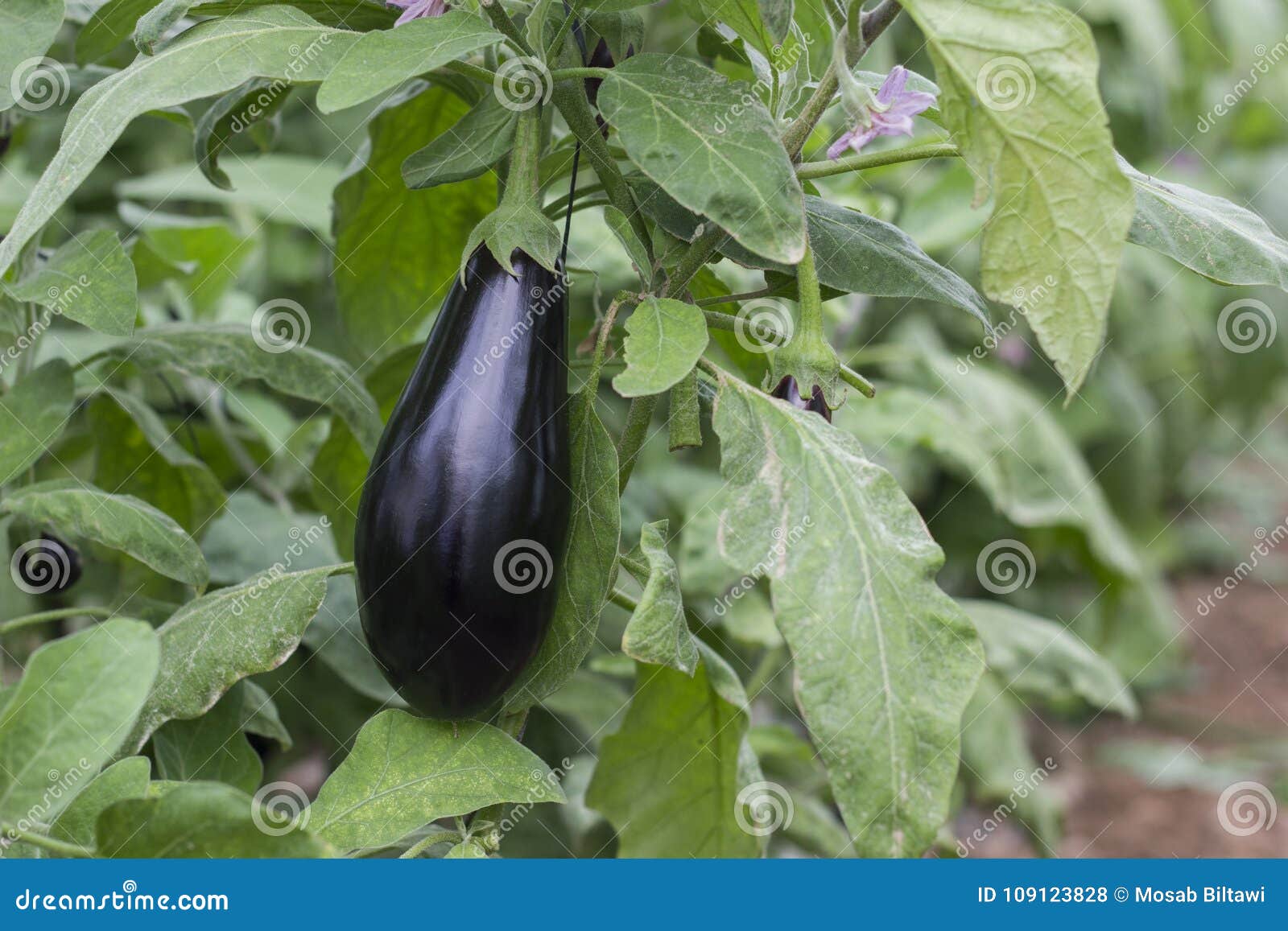 eggplant jordans