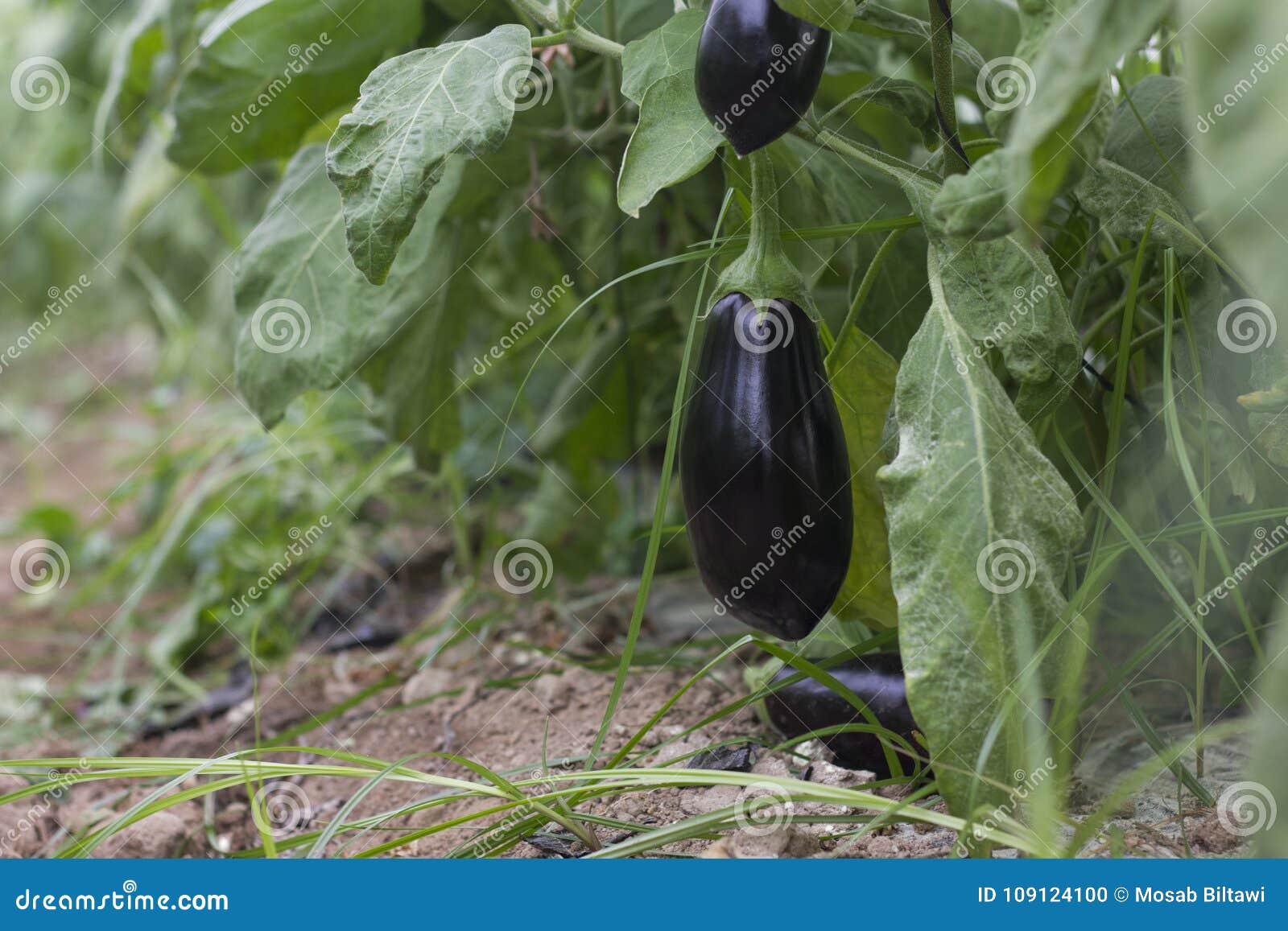 eggplant jordans