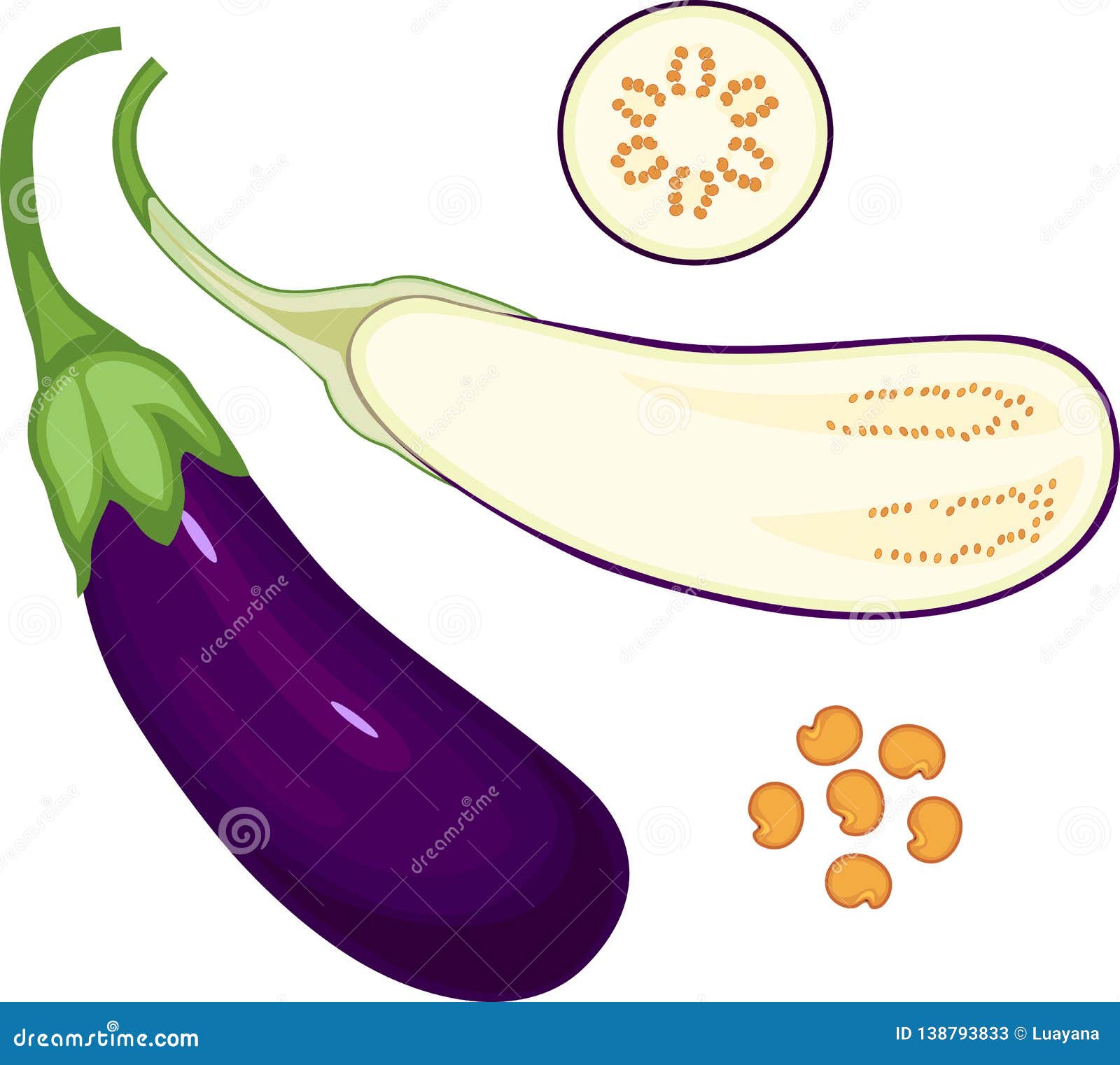 ripe purple eggplant. longitudinal and cross-section
