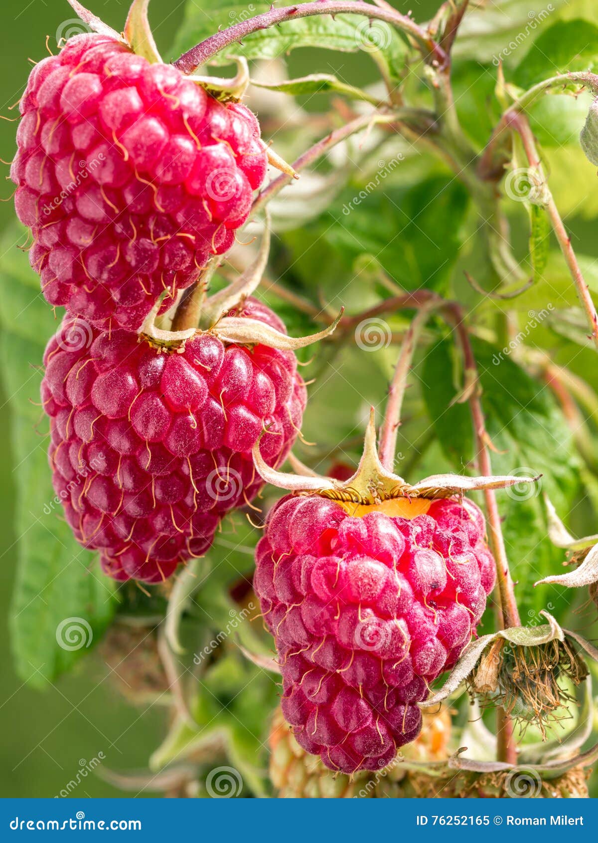 Ripe Raspberries Growing on Shrub Stock Image Image of bush, summer
