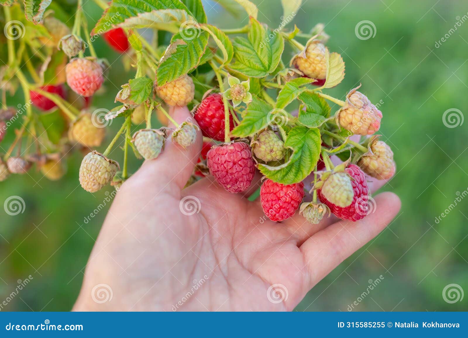 ripe raspberries of the maravilla variety in a woman hand. large varieties of raspberries grow on the farm