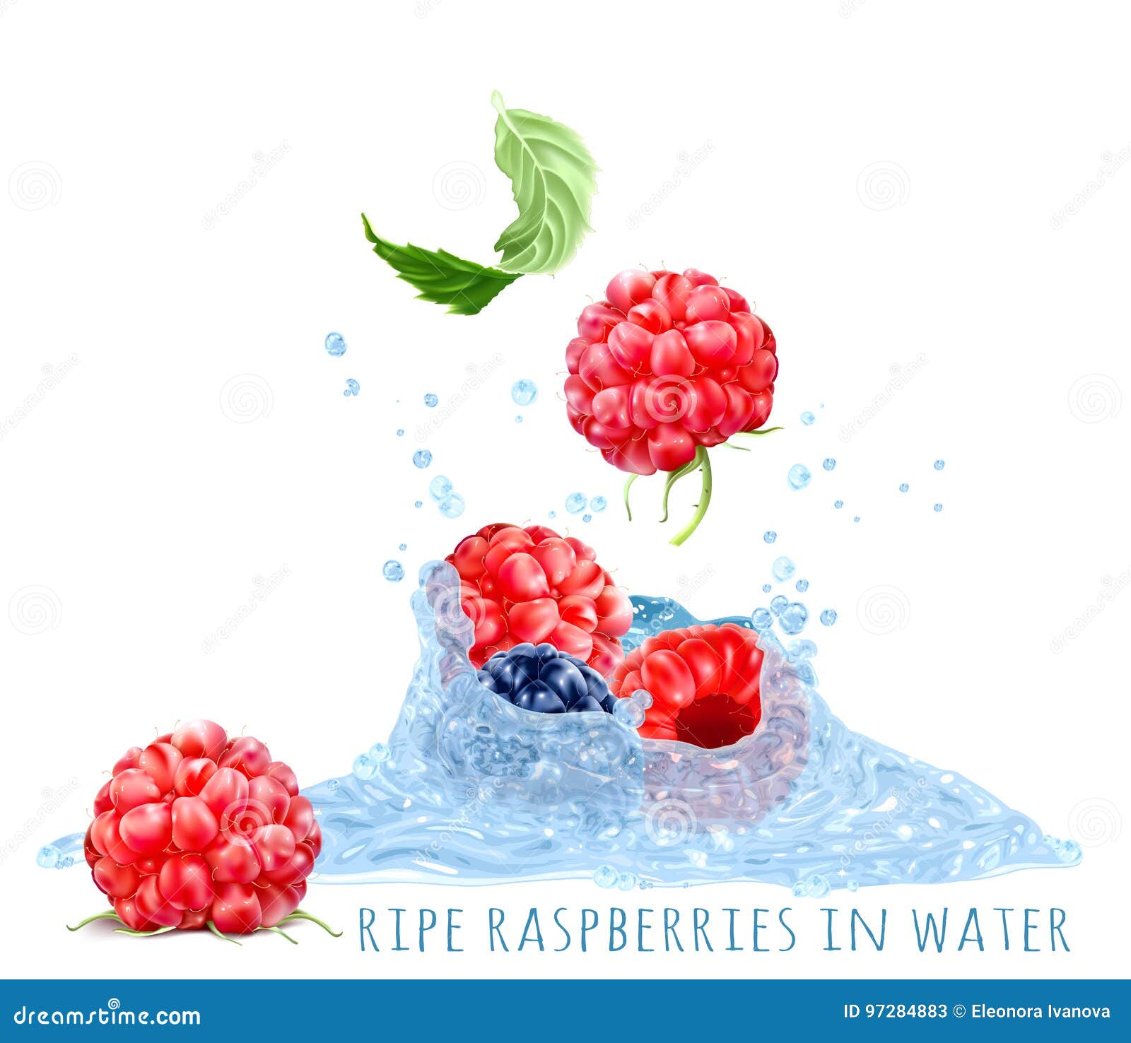 Ripe Raspberries in Water Splash Stock Vector Illustration of splash