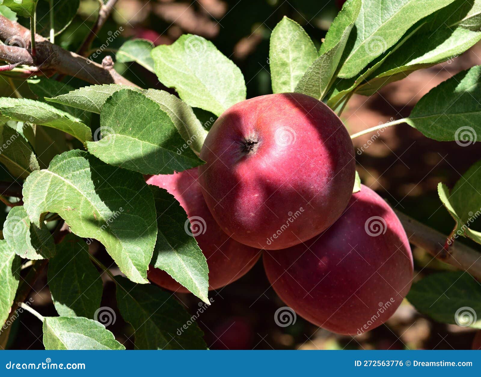 Ripe and Ready Red Royal Gala Apples Stock Photo Image of growth