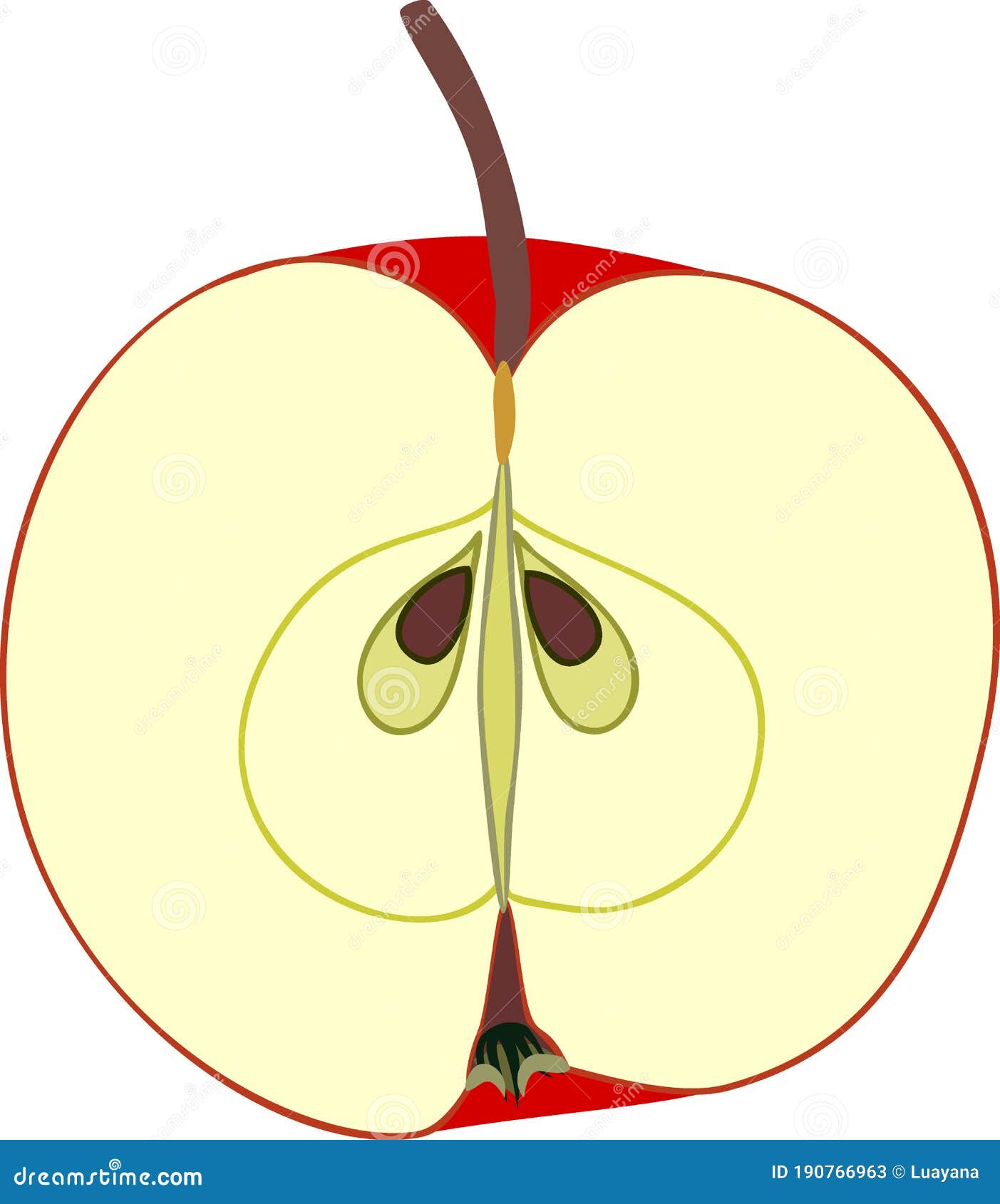ripe red apple in longitudinal section  on white