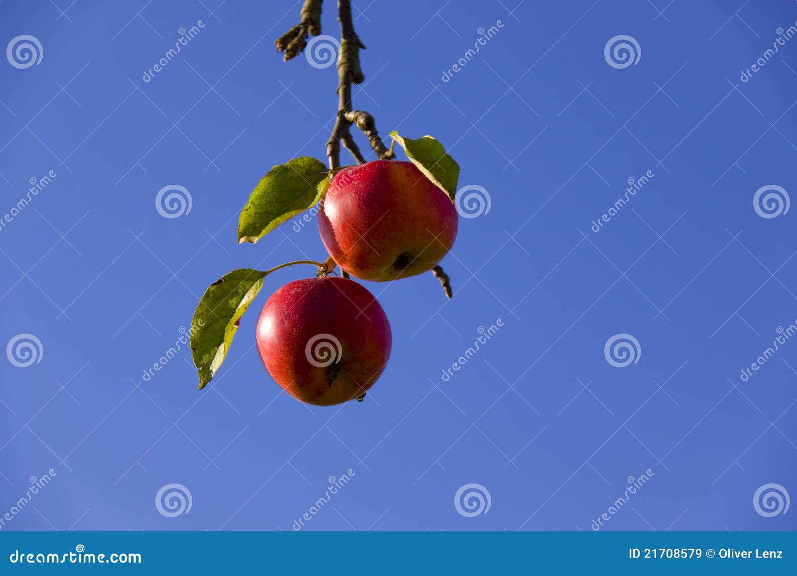 Ripe Red Apples and Blue Sky Stock Image Image of vivid, scenery