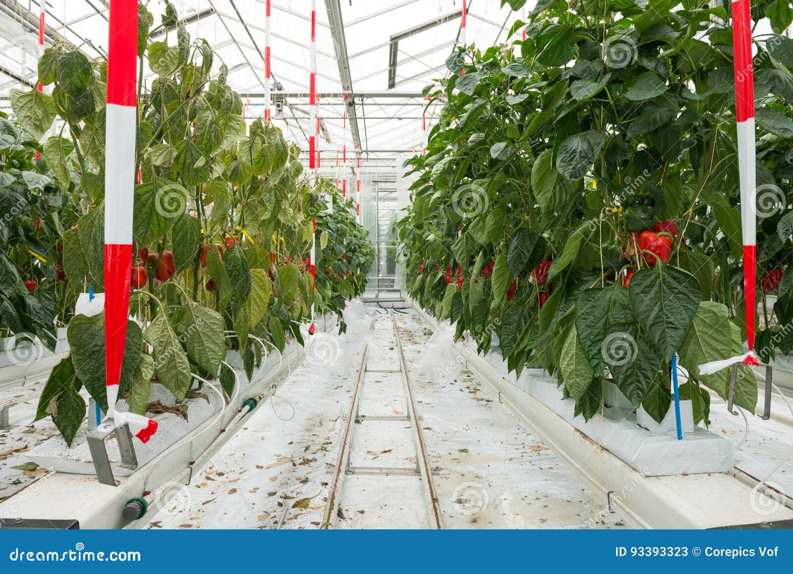 Ripe Red Bell Peppers Growing in Greenhouse Stock Image Image of
