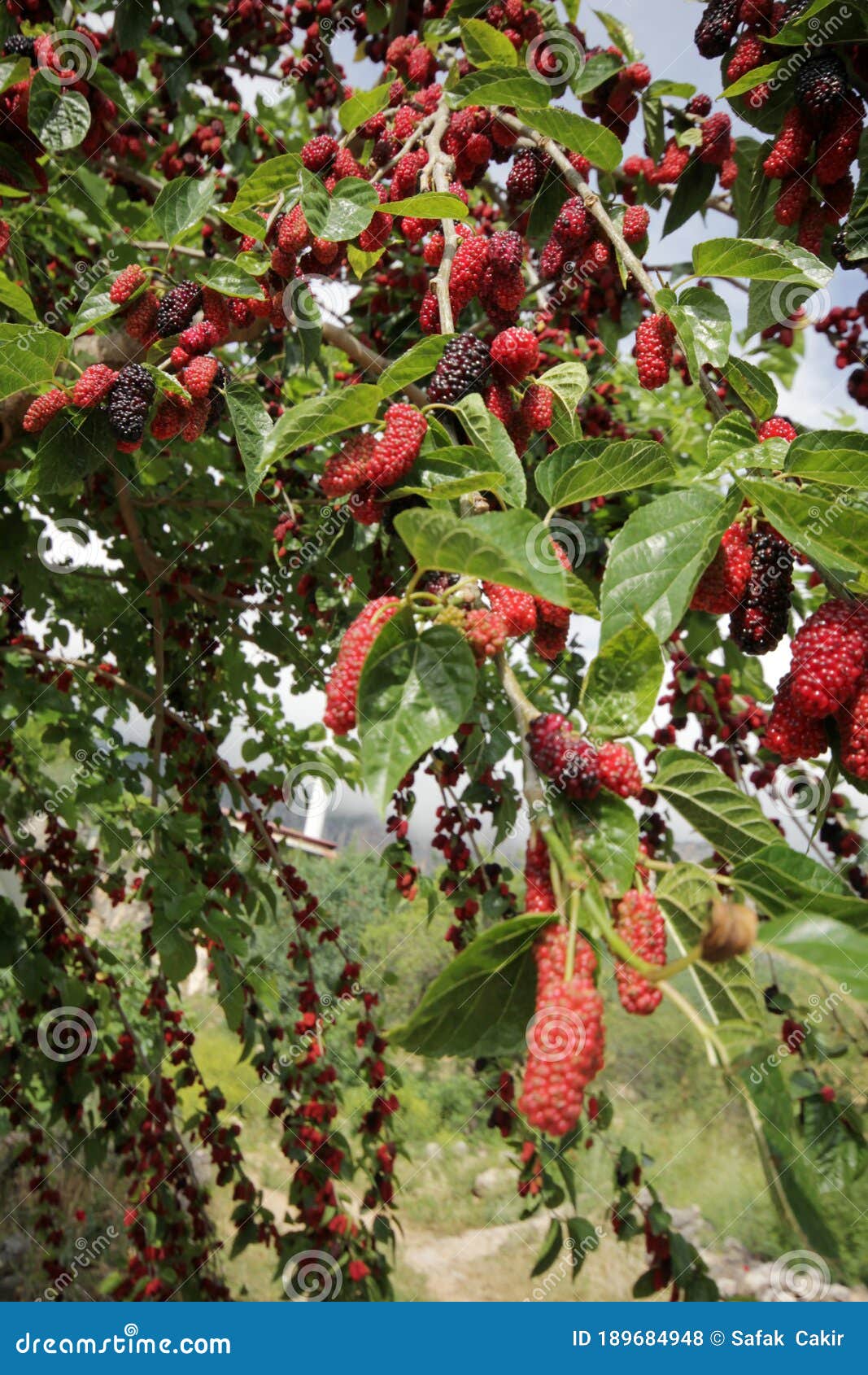Mulberry stock photo. Image of autumn, botany, garden 189684948
