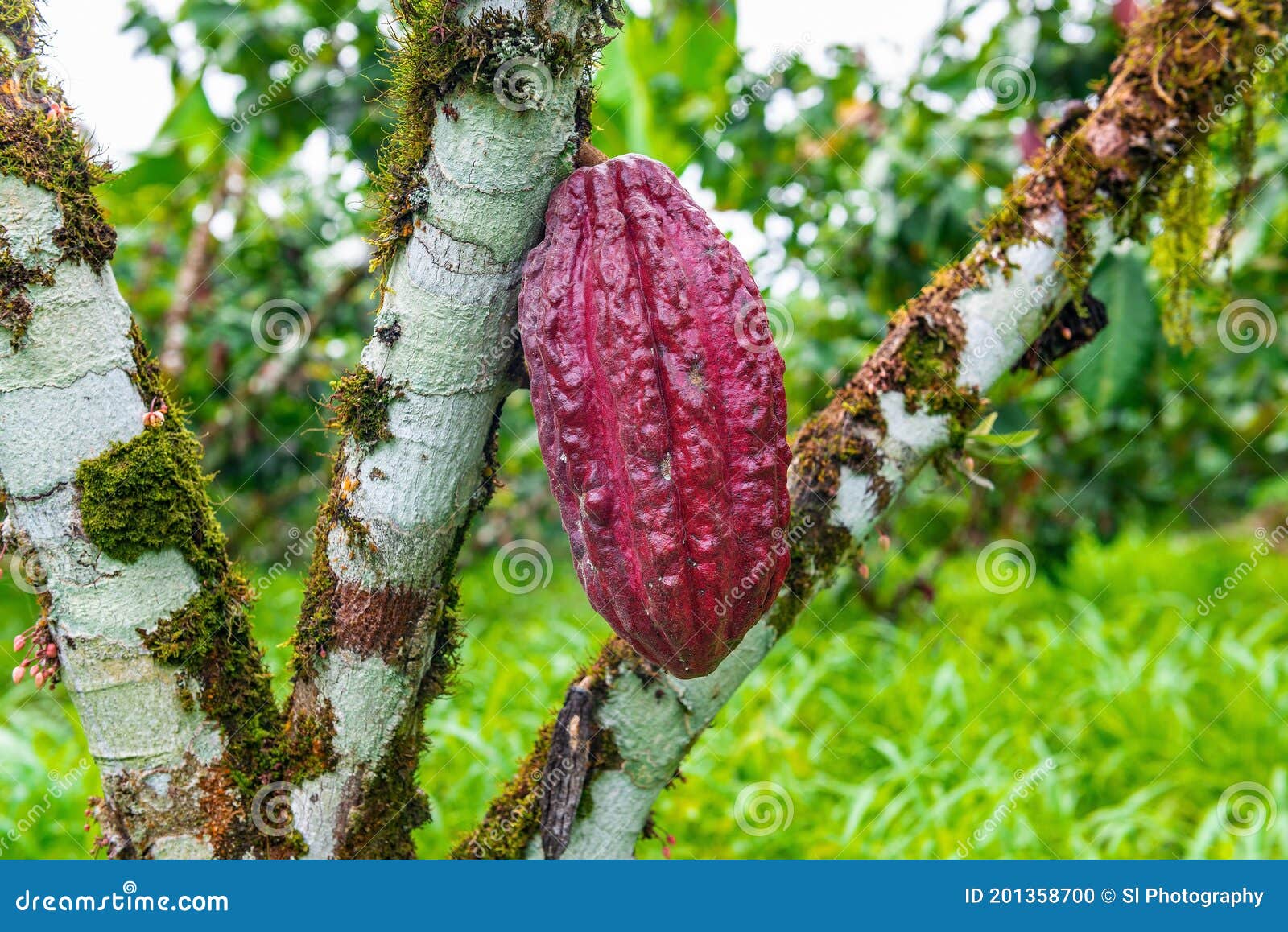 Ripe Cacao Fruit on Tree, Amazon Rainforest, Ecuador Stock Photo