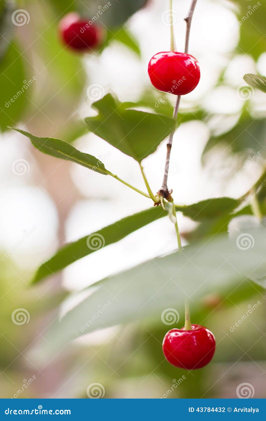 Ripe red cherries stock photo. Image of summertime, kidneys 43784432