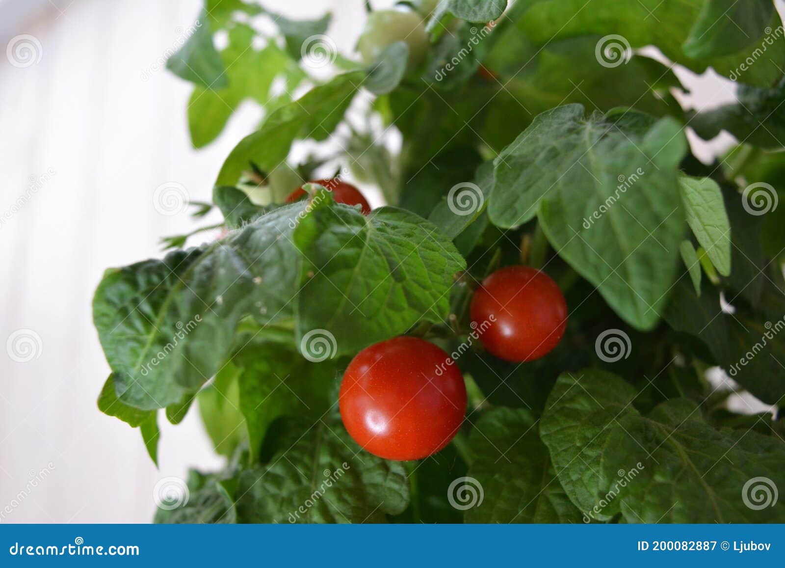 Ripe Red Cherry Tomatoes on Small Tomato Plant Growing on the Balcony