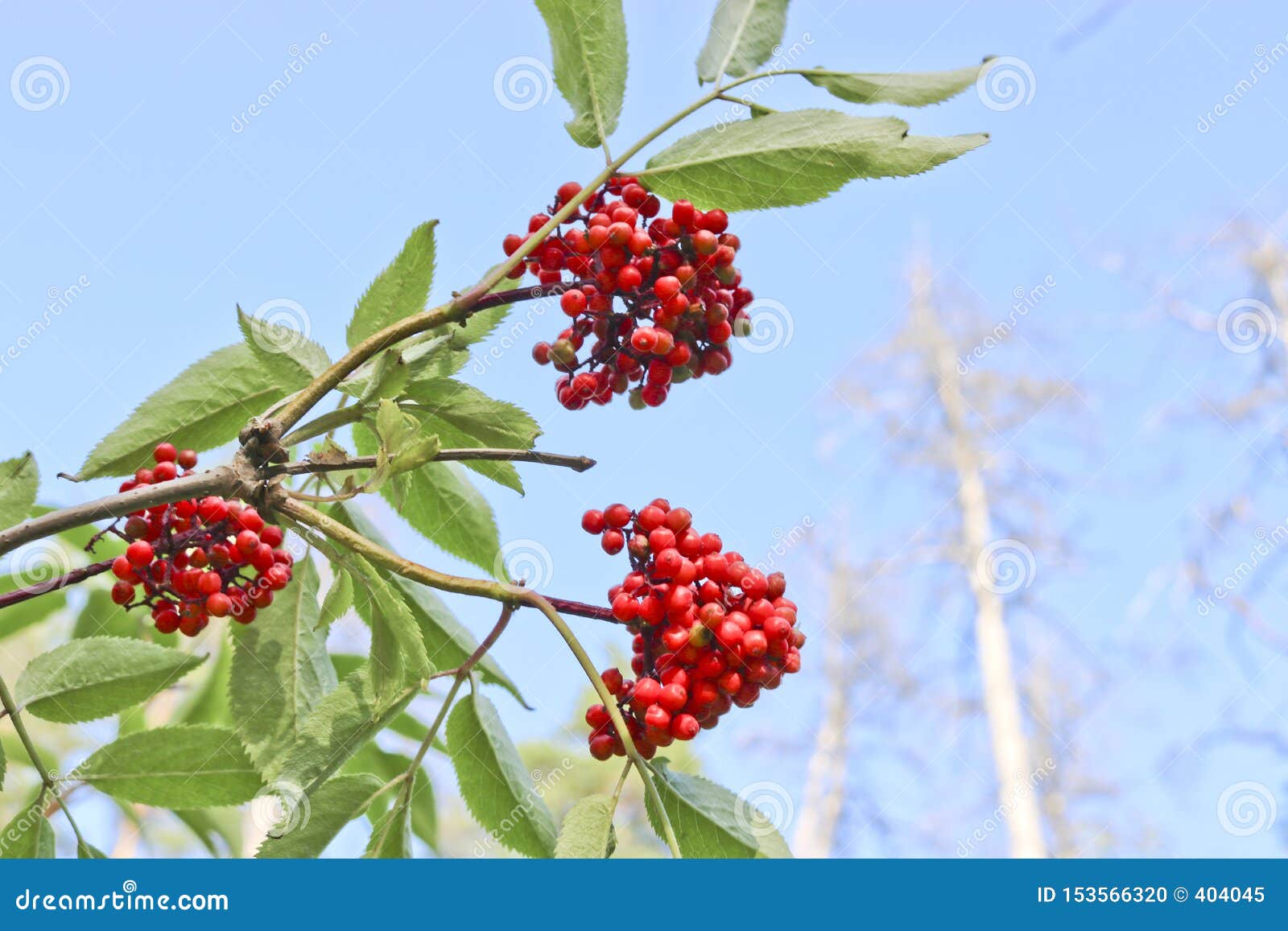 Ripe Red Elderberry. Medicinal Plant Stock Photo Image of elder