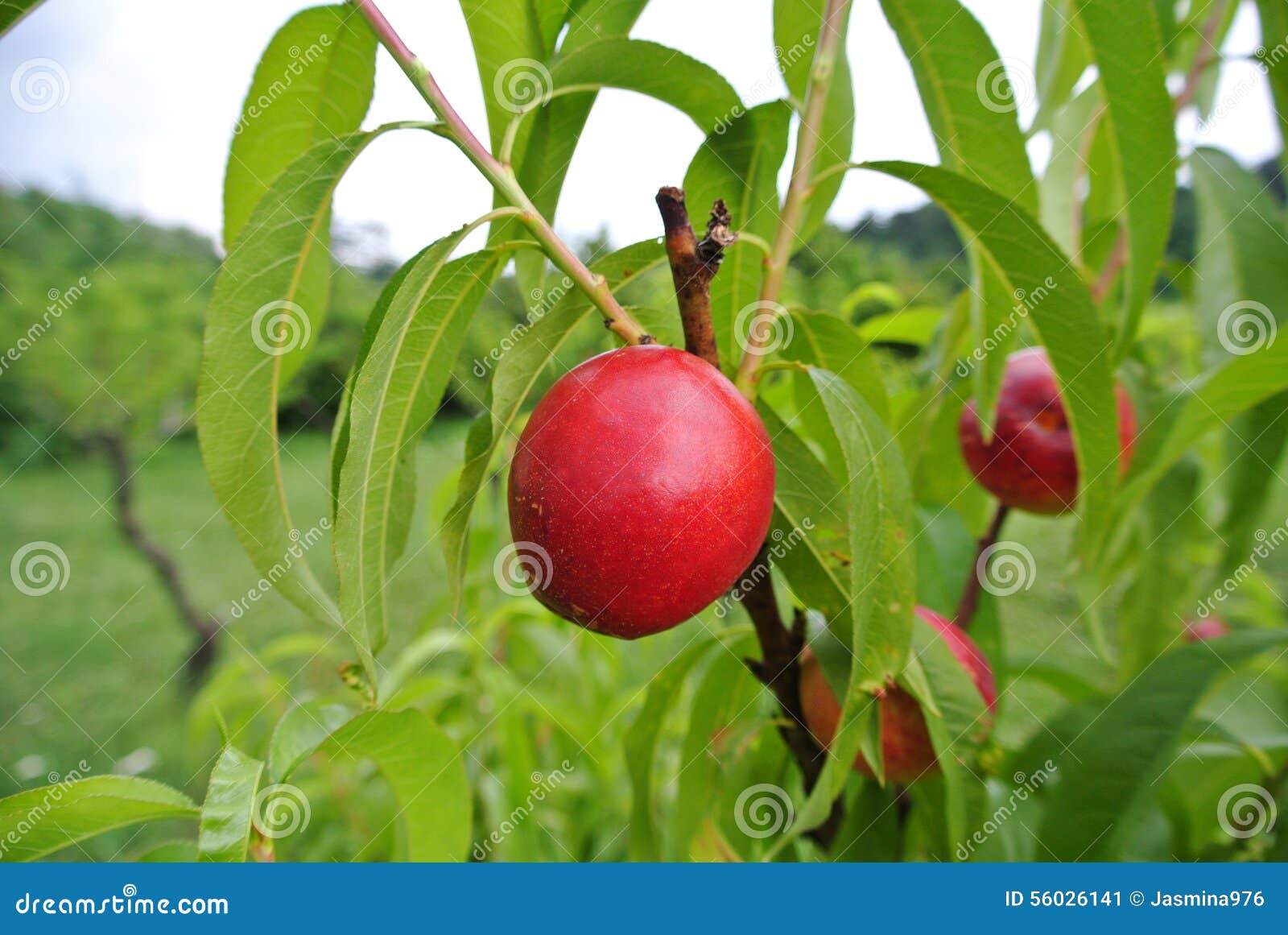 Ripe Red Nectarines on the Tree in an Orchard on a Summer Day. Stock